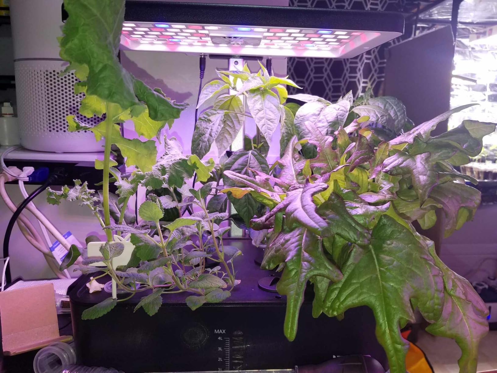 iDOO 12 Pods Hydroponics Growing System Garden with LED Grow Light, Indoor Herb Garden with Built-in Fan, Auto-Timer, Adjustable Height customer photo 1