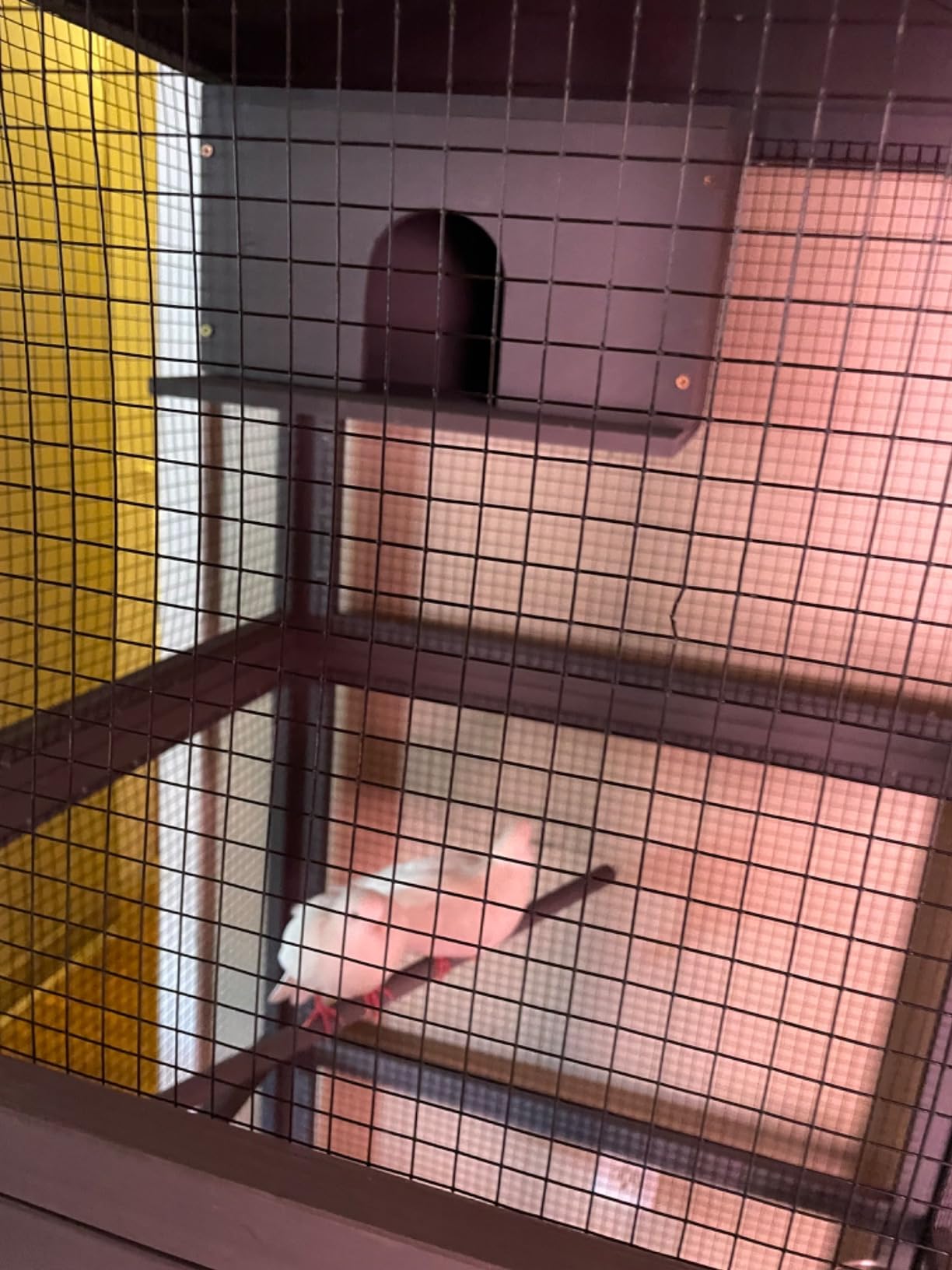 Aivituvin Outdoor Bird Cage Large Wooden Bird Aviary with Perch for Parakeet, Macaw and Any Small Birds, Wire Netting Above The Tray, Prevent Escape customer photo 2