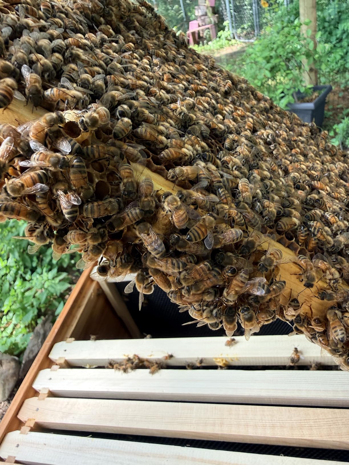 BeeCastle 10 Frame Langstroth Bee Hive Coated with Beeswax Includes Beehive Frames and Waxed Foundations (2 Deep Boxes & 1 Medium Box) customer photo 1
