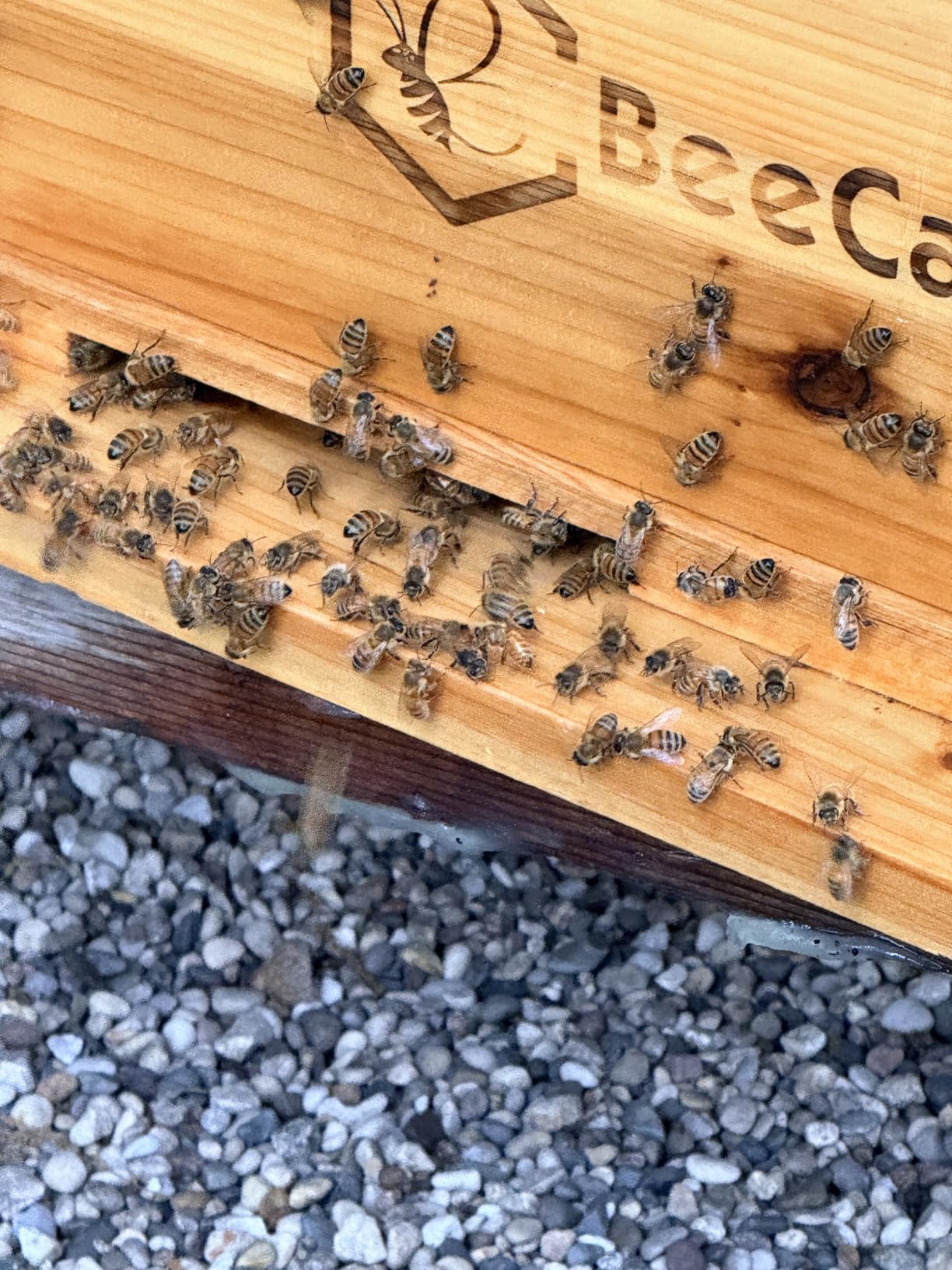 BeeCastle 10 Frame Langstroth Bee Hive Coated with Beeswax Includes Beehive Frames and Waxed Foundations (2 Deep Boxes & 1 Medium Box) customer photo 2