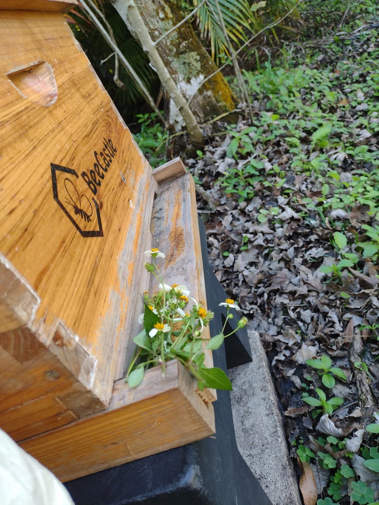 BeeCastle 10-Frame Bee Hives and Supplies Starter Kit,Beehive Kit Dipped in Beeswax,Bee Keeping Supplies-All Beginners Kit Includes Beekeeping Supplies Tool Set and Bee Suit. customer photo 1