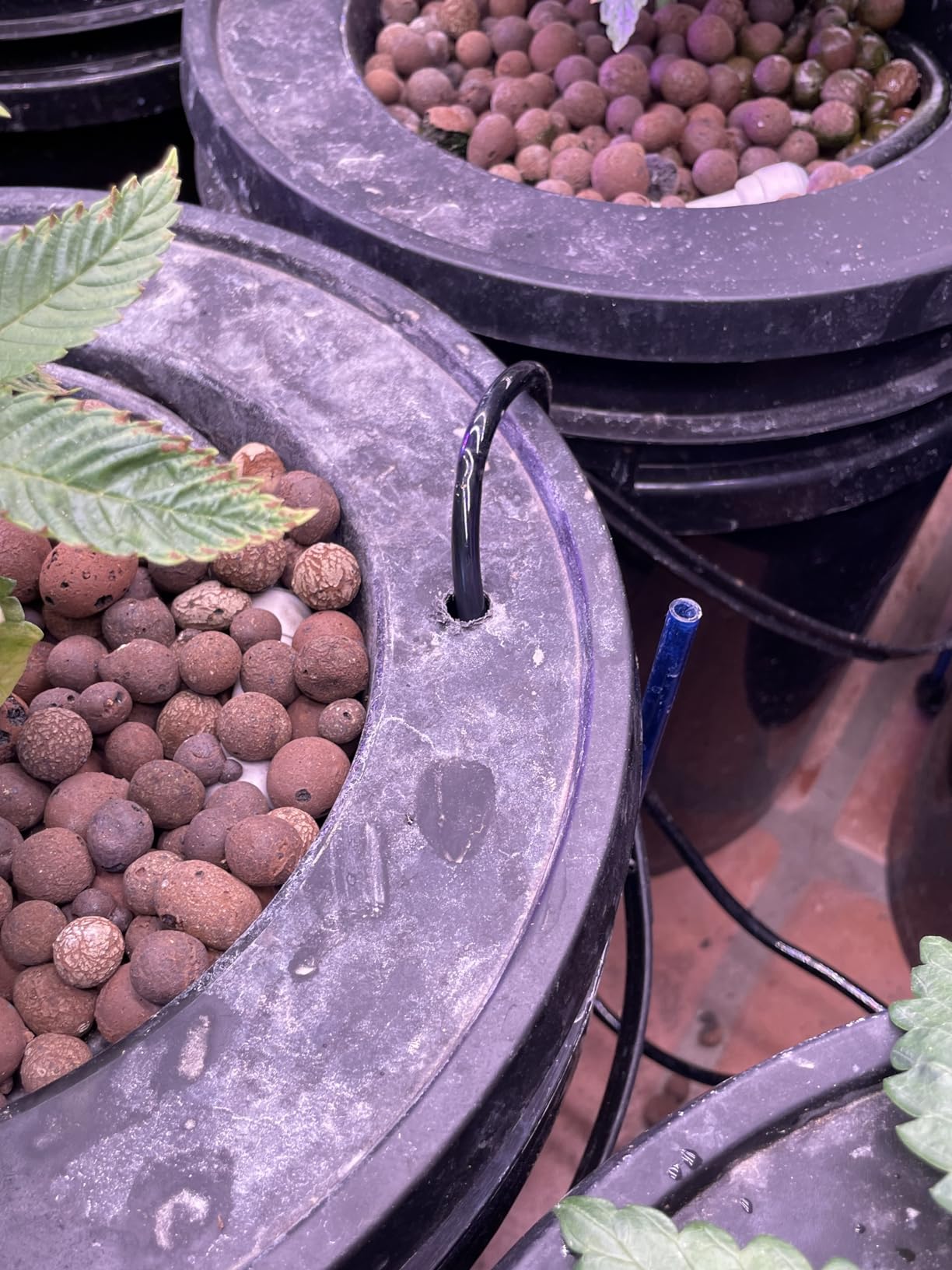 VIVOSUN DWC Hydroponics Grow System with Top Drip Kit 4 Buckets | 5-Gallon Deep Water Culture, Recirculating Drip Garden System customer photo 1