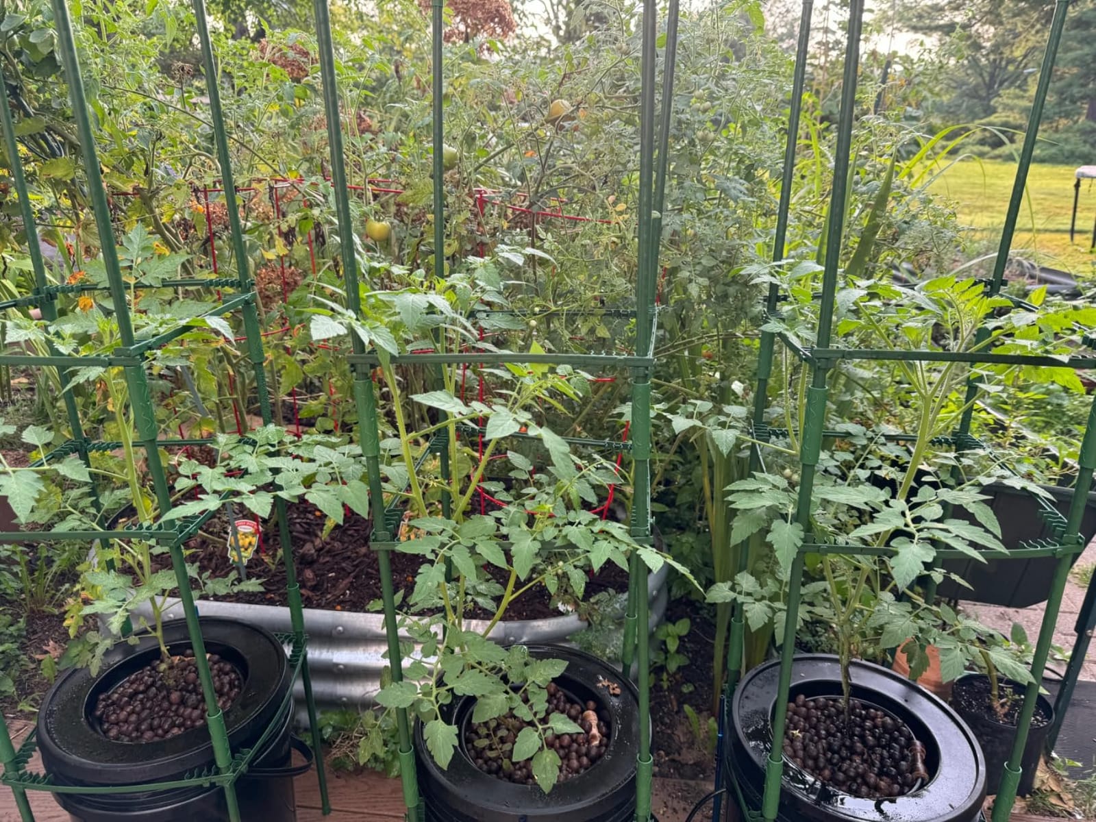 VIVOSUN DWC Hydroponics Grow System with Top Drip Kit 4 Buckets | 5-Gallon Deep Water Culture, Recirculating Drip Garden System customer photo 2