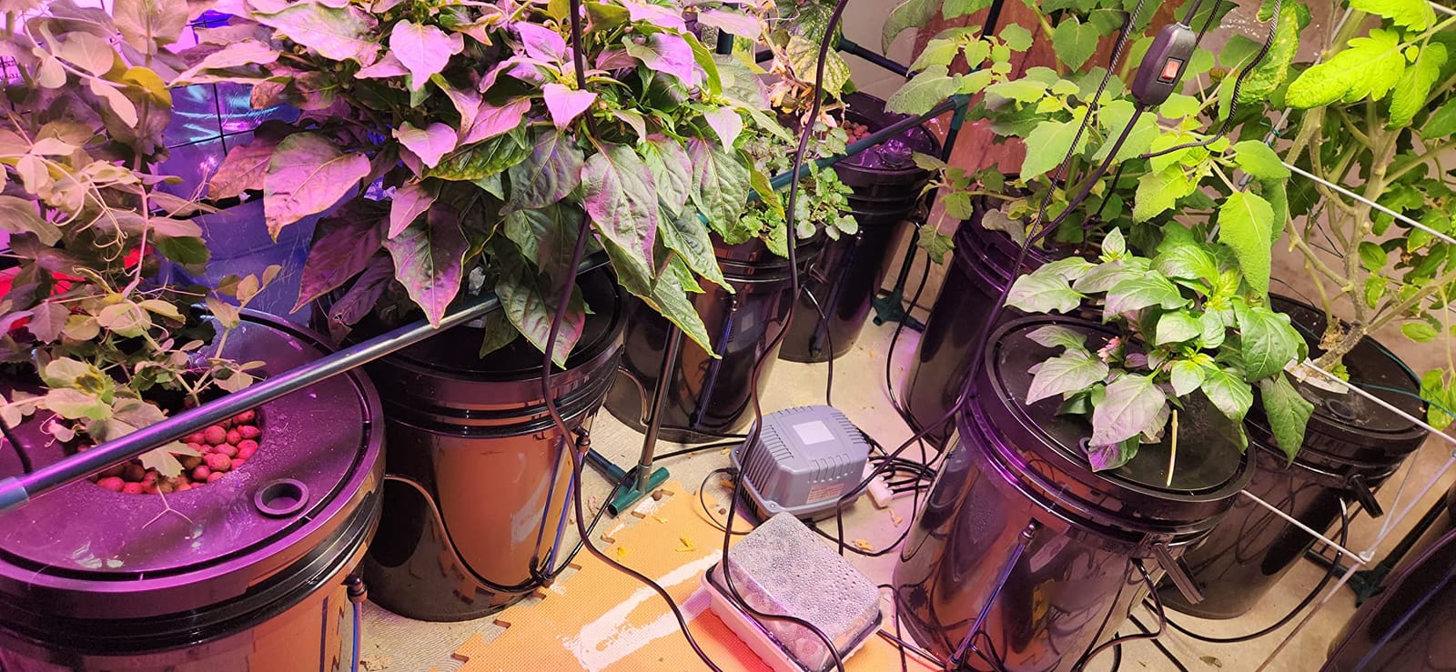 VEVOR DWC Hydroponic System, 5 Gallon 4 Buckets, Deep Water Culture Growing Bucket, Hydroponics Grow Kit with Pump, Air Stone and Water Level Device customer photo 1