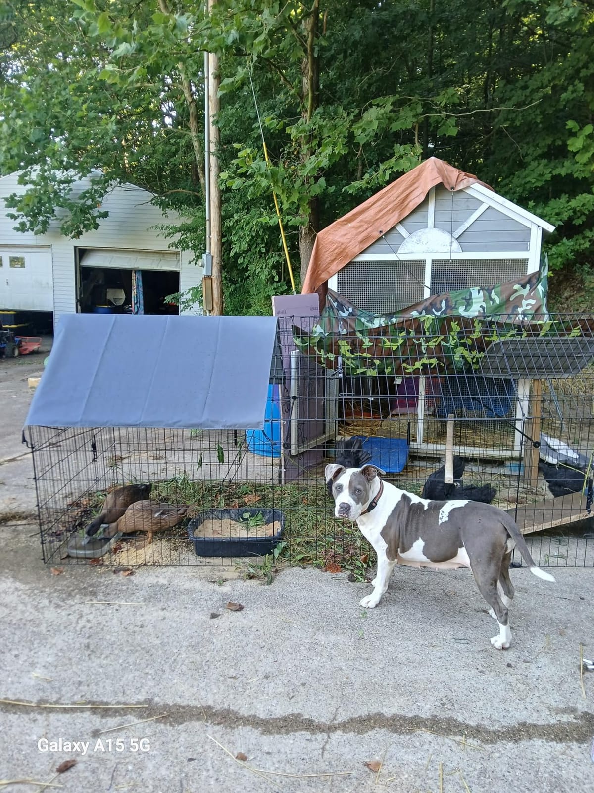 Chicken Coop, 86