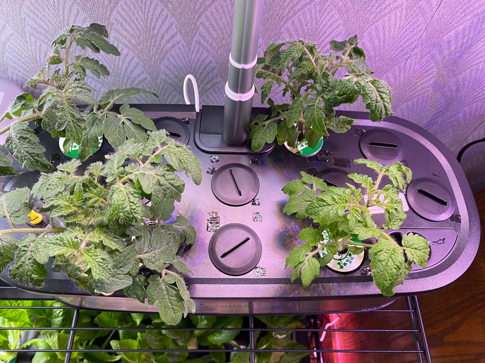 LETPOT LPH-SE Hydroponics Growing System, 12 Pods Smart Herb Garden Kit Indoor, APP & WiFi Controlled, 24W Growing LED, 5.5L Water Tank customer photo 2