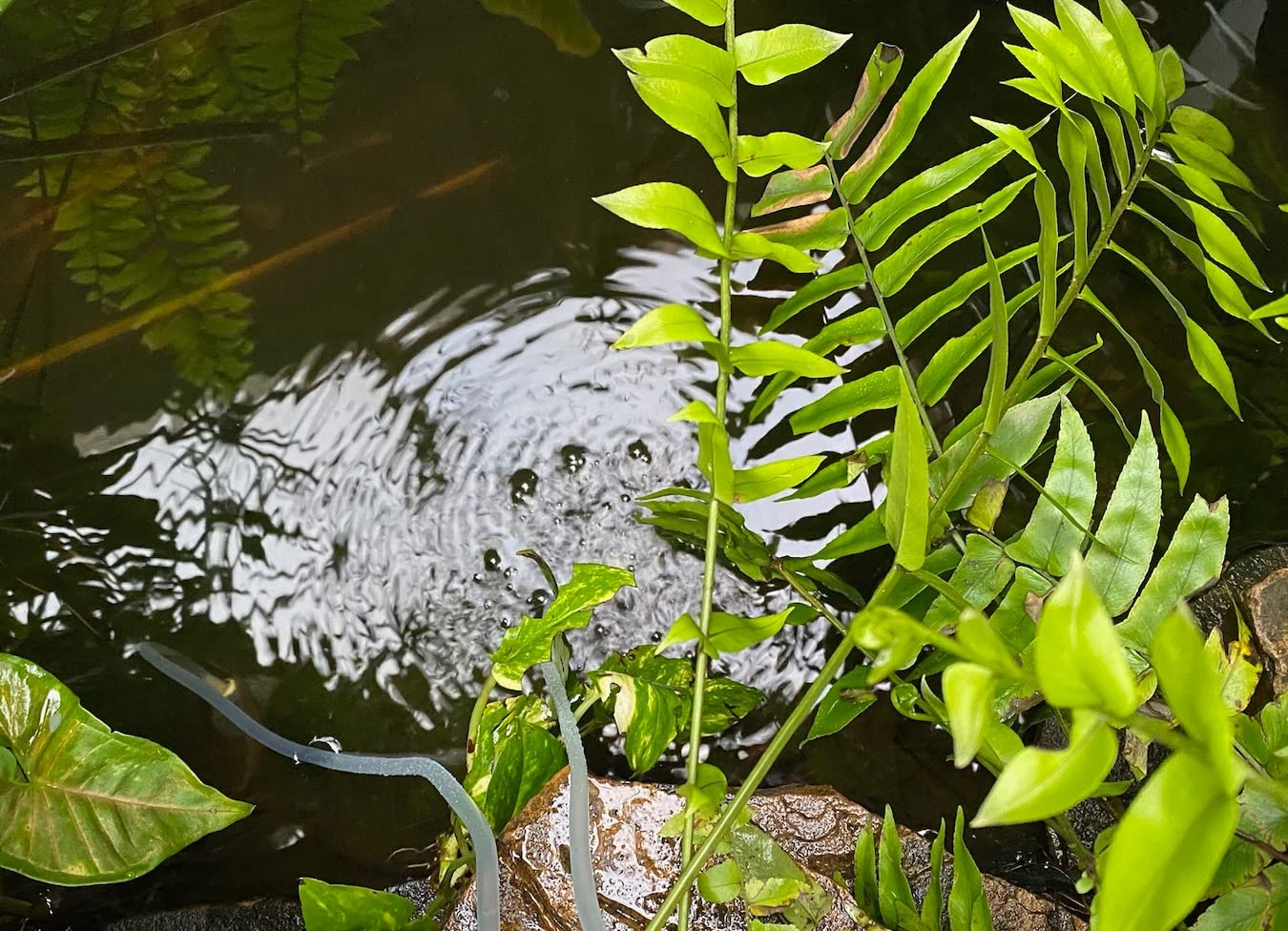 Solar Pond Aerator 2 Modes Quiet Operation for Ponds Outdoor | Solar Air Pump with Battery Backup, 2 Air Stones for Small Fish Pond Stock Tank Hydroponics Wildlife customer photo 2