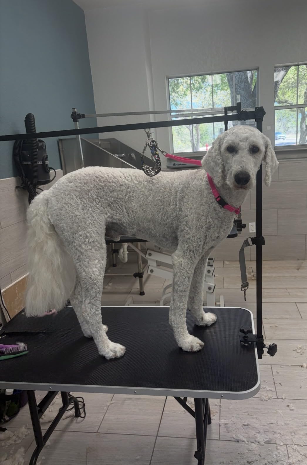 LEIBOU 36-inch Height Adjustable(23''~33.8'') and Foldable Pet Dog Grooming Table with Grooming Arm & 2 Noose for Dog Cat Pet Grooming Maximum Capacity Up to 260lbs customer photo 2