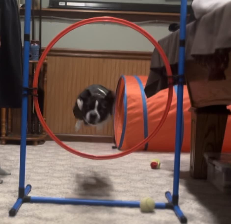 Dog Agility Equipment, Dog Agility Course Backyard Set Obstacle Course | Includes Adjustable High Hurdle,6 Weave Poles,Extended Tunnel,Jump Ring,Square Pause Box,2 Balls,Whistle,2 Carrying Bags customer photo 2