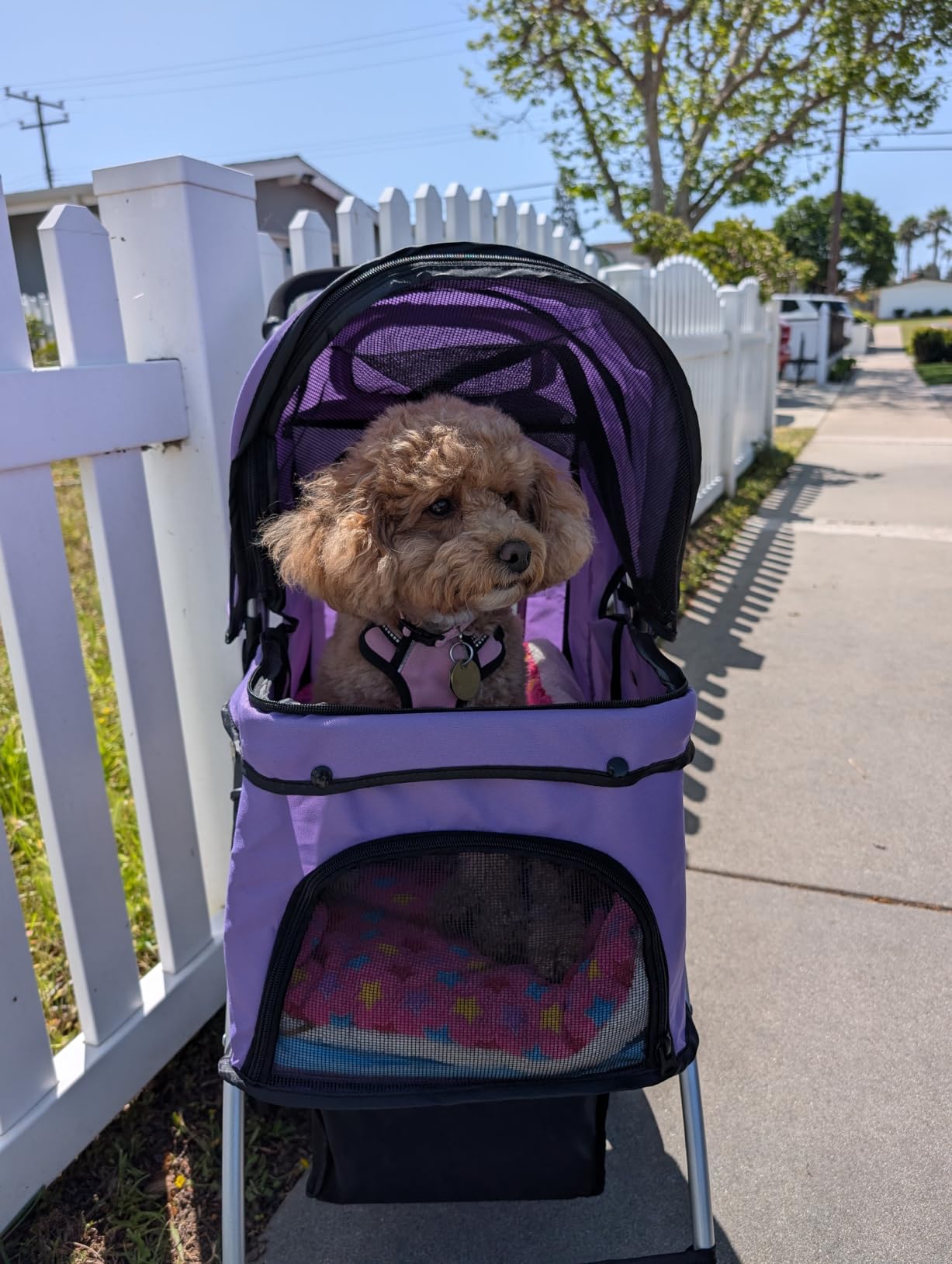 Pet Stroller, 4 Wheels Pet Strolling Cart for Medium/Small Dogs and Cats, Foldable Cat Jogger/Dog Stroller with Cup Holder, Storage Basket, Breathable Mesh, All-Season Pet Carrier, Purple customer photo 2