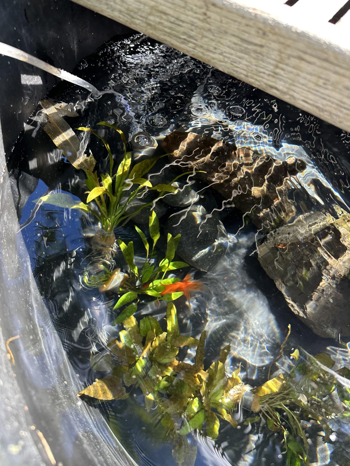 Solar Pond Aerator with Air Pump, 3 Modes(18H/36H/72H) Solar Aerator for Ponds Outdoor, 4W & 2200 mAh Solar Powered Air Pump with Bubble Regulator for Small Fish Pond, Stock Tank, Aquarium Hydroponics customer photo 2