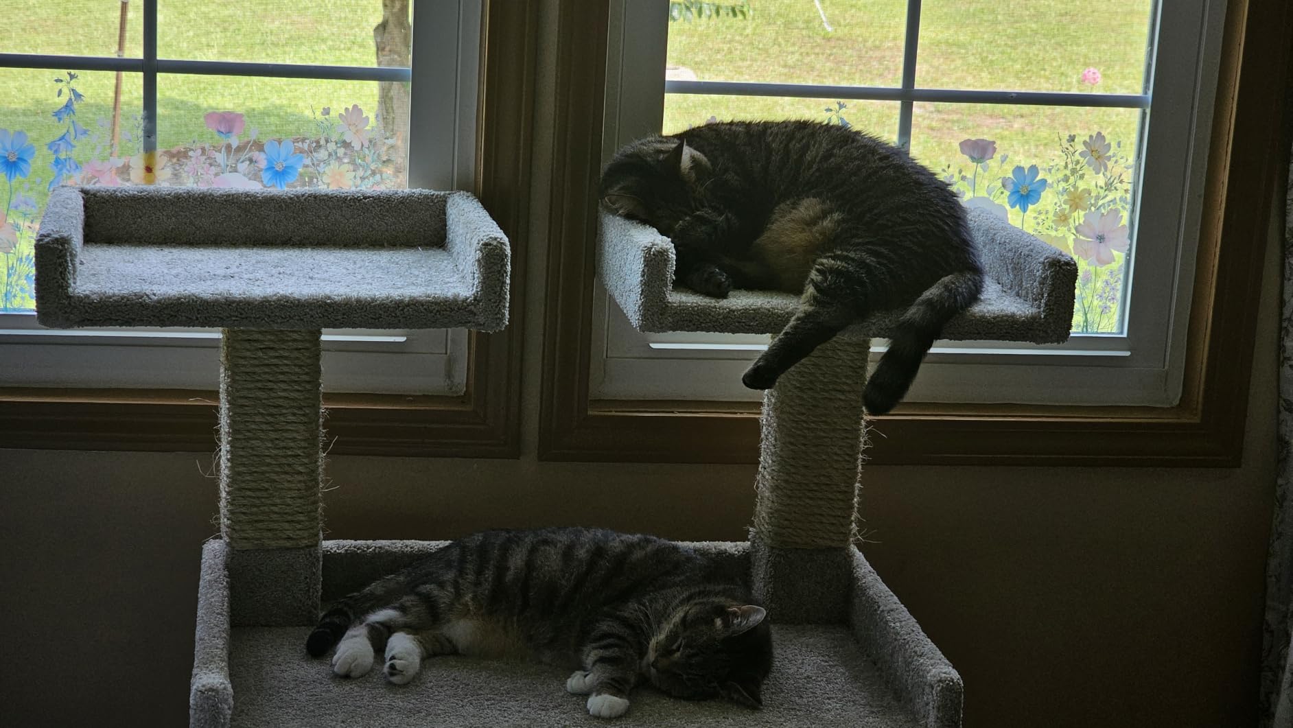 Prestige Cat Trees Maine Coon Deluxe Cat Perch - Made in USA Sturdy Solid-Wood Tower for Large & Multiple Cats, Easy 2-Step Assembly, Plush Carpet, Sisal Scratch Posts customer photo 2
