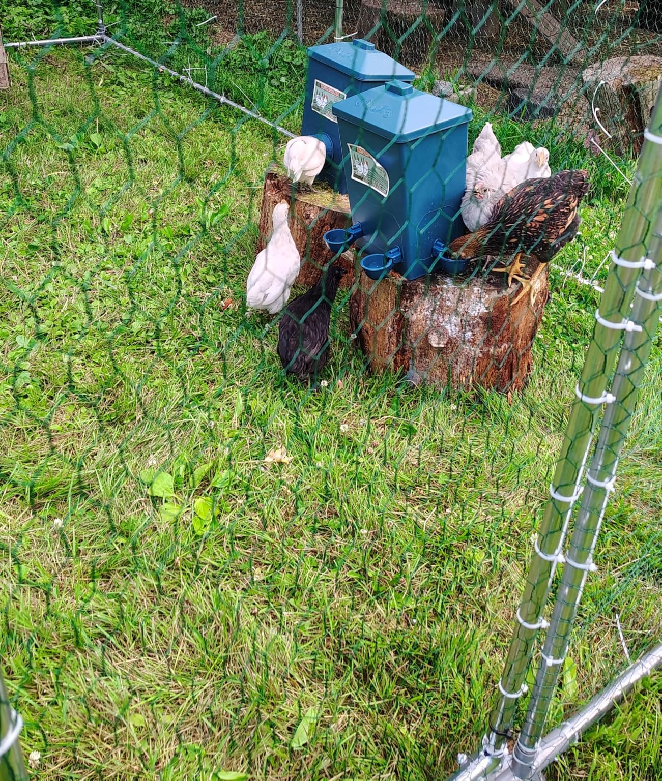 Automatic Port Chicken Feeder and Cup Waterer Set customer photo 2
