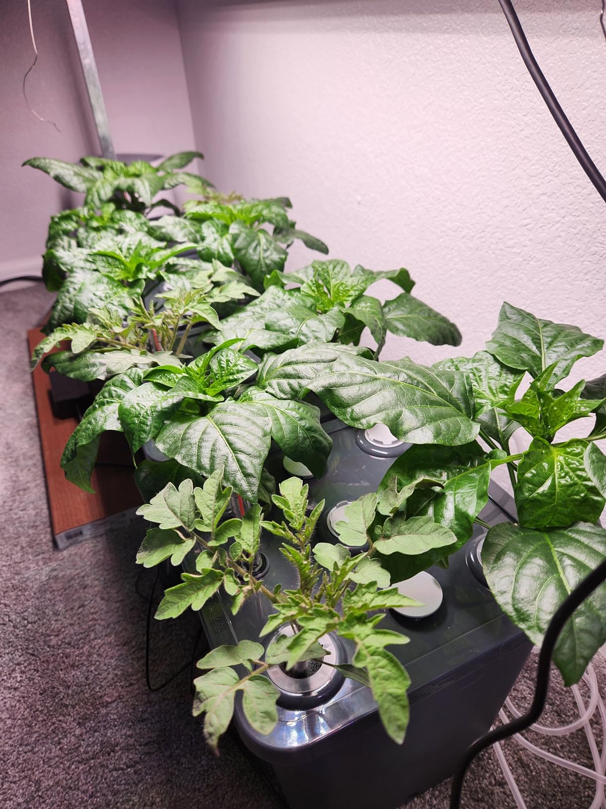 DWC 2 Hydroponic Buckets Kit for Plants, Hydroponics Growing System for Herbs/Tomato/Vegetables, DWC System with Air Pump & Germination Tray customer photo 2