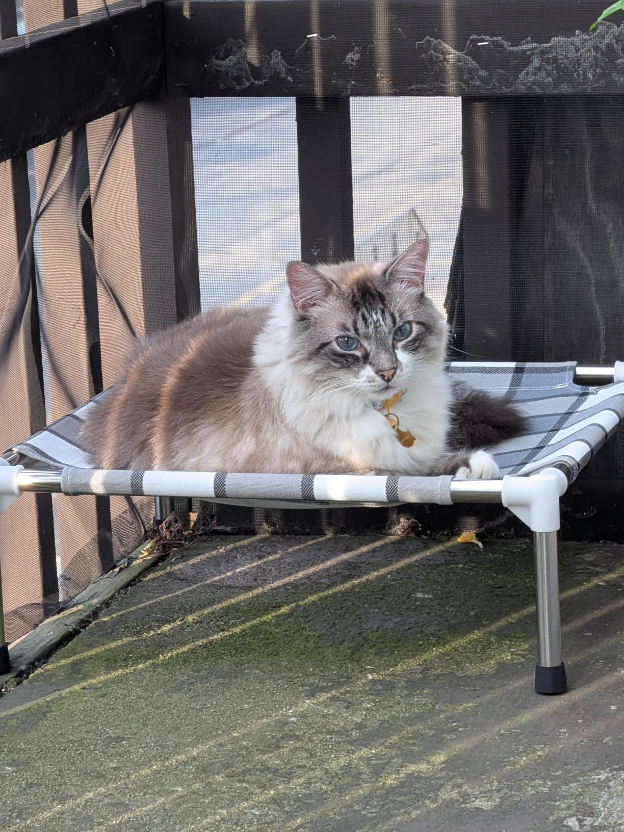 Caghash Elevated Outdoor Raised Dog Bed, Lifted Dog Cot for Medium Pet | Breathable Fabric Dog bed for Indoor & Outdoor, Stainless Steel, Anti-Slip Pet Bed customer photo 1