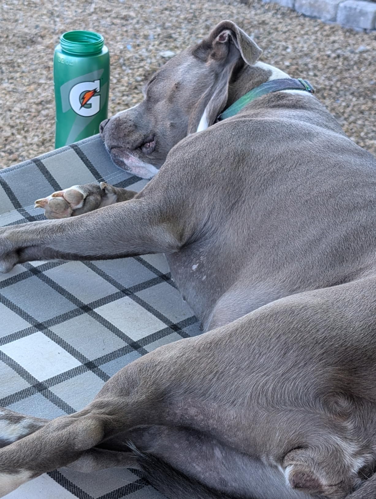 Caghash Elevated Outdoor Raised Dog Bed, Lifted Dog Cot for Medium Pet | Breathable Fabric Dog bed for Indoor & Outdoor, Stainless Steel, Anti-Slip Pet Bed customer photo 2