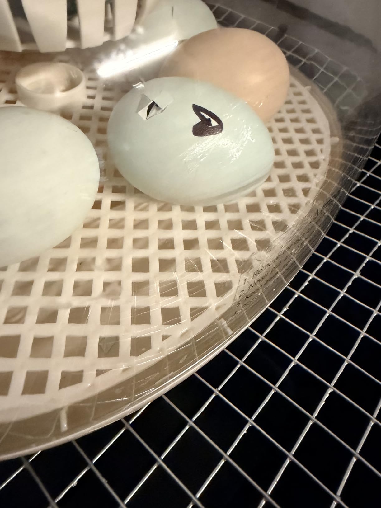 APDOE Egg Incubators for Hatching Eggs, Temperature and Humidity Control, Automatic Egg Turning, Egg Candler, External Water Bottle, Air Vent, for Chicken, Duck & Quail Eggs, 12 Eggs customer photo 1