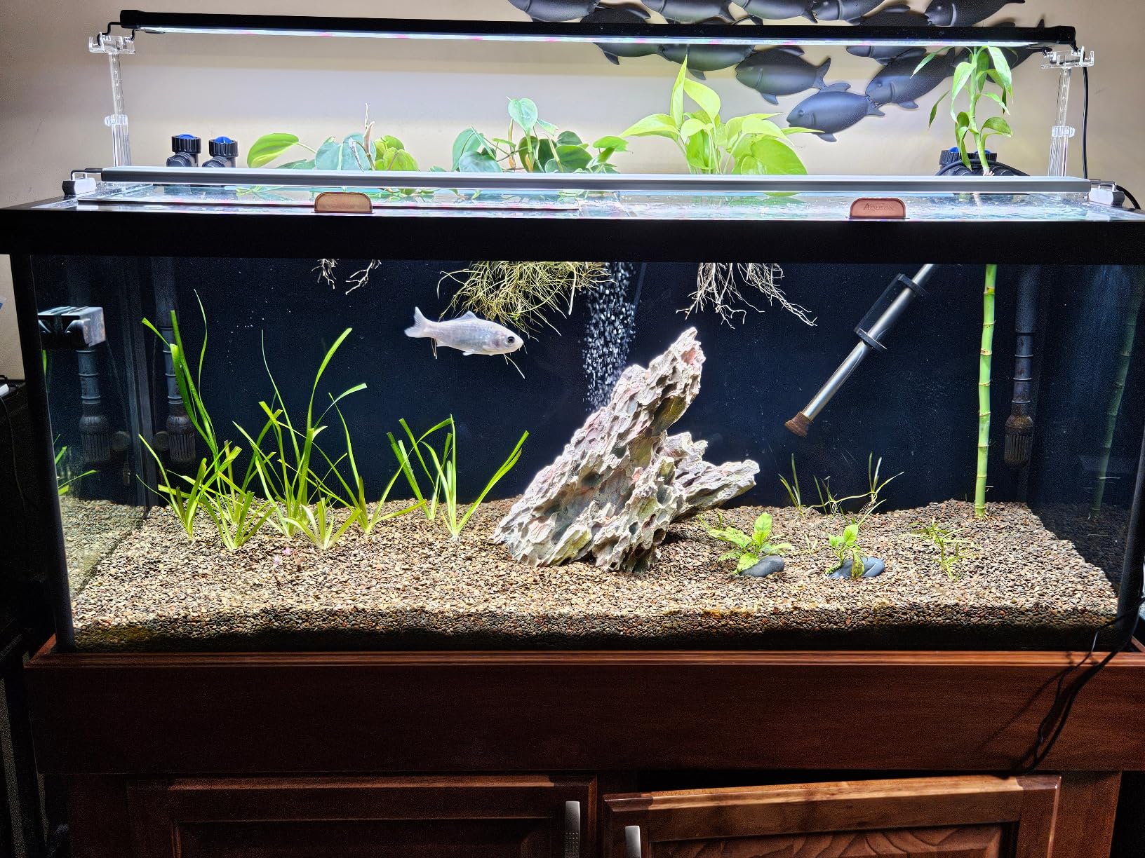 Finnex Planted+ 24/7 Aquarium LED Light, 660nm Plant Red, 3.0 Series, 36