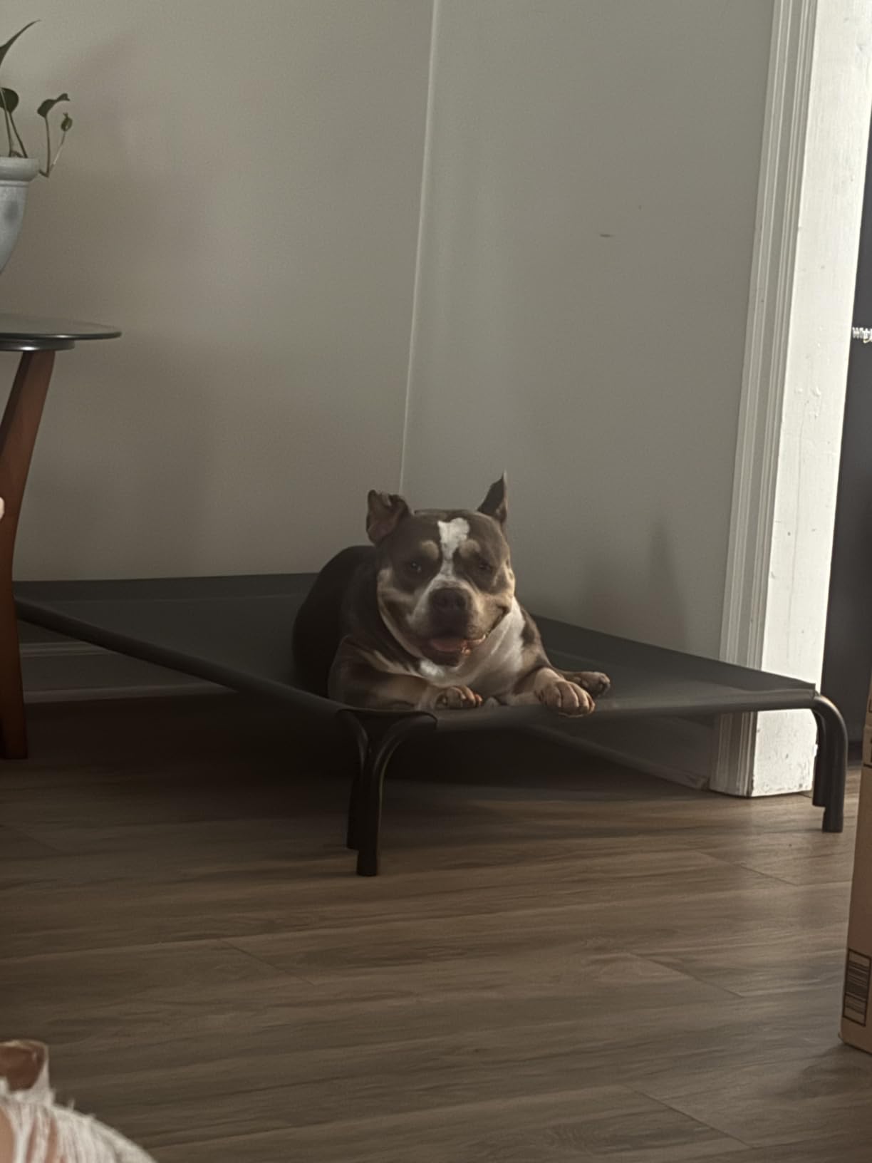 Czpalo Outdoor Elevated Dog Bed for Large Sized Dogs, No-Tool Assembly | Raised design promotes airflow, easy-to-clean mesh, portable, with anti-skid feet, Indoor/outdoor use customer photo 1