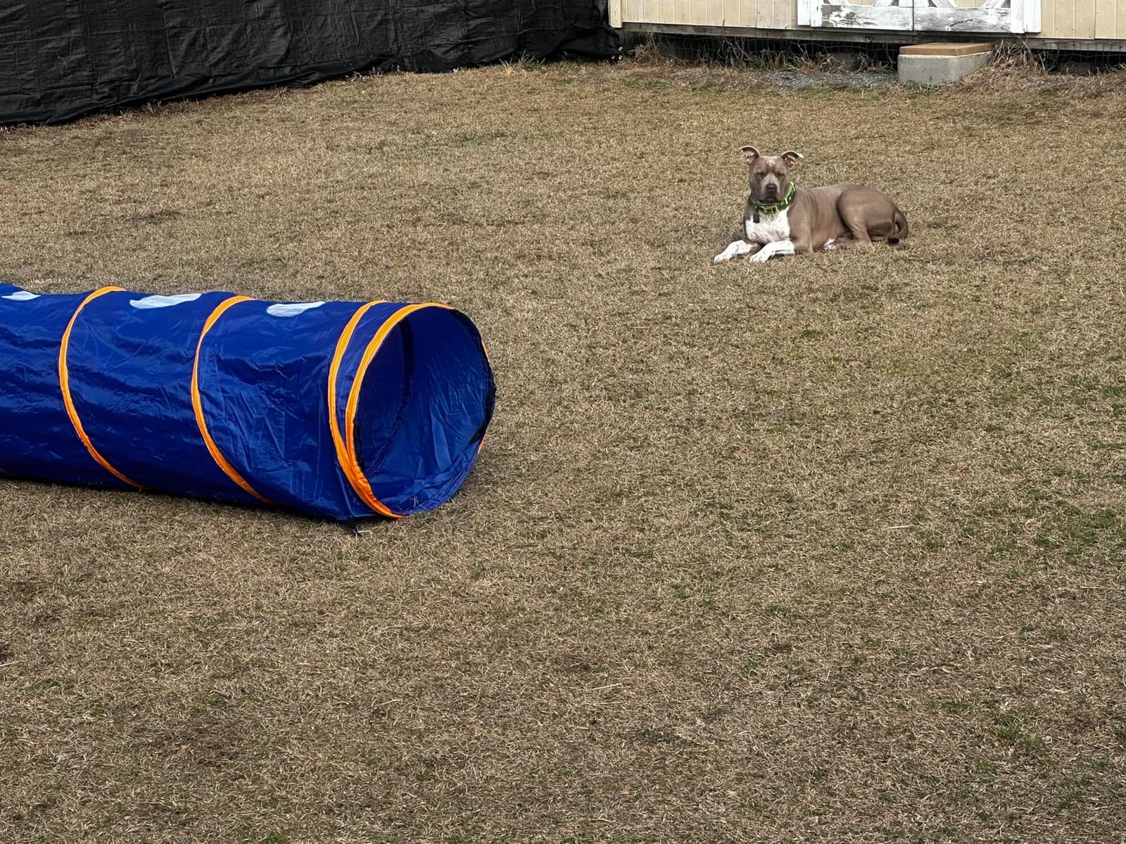 10FT Dog Agility Tunnel - Tear-Resistant Oxford Cloth Training Tunnel for All Breeds, Indoor/Outdoor Use with 4 Stakes & Carry Bag (Blue+Orange) customer photo 2