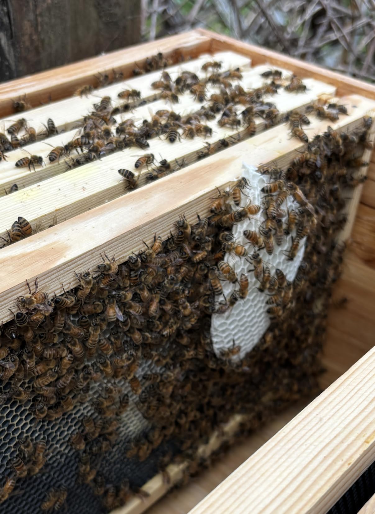 MayBee 8-Frame Beehive Starter Kit, Bee Hive Kit Dipped in Beeswax, Bee Hives Boxes Starter Kit Includes Beekeeping Supplies Tool Kit and Bee Suit customer photo 2