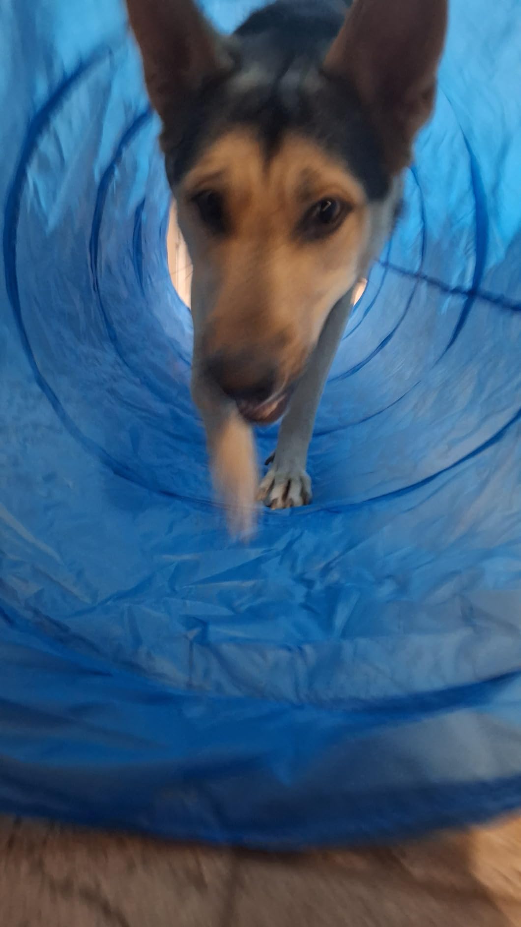 XiaZ Dog Agility Course Backyard Set, Dog Obstacle Course Training Starter Kit Pet Outdoor Game with Tunnel, Agility Hurdle, Weave Poles, Jump Ring, Pause Box, Collapsible Dog Bowls and Storage Bag customer photo 1