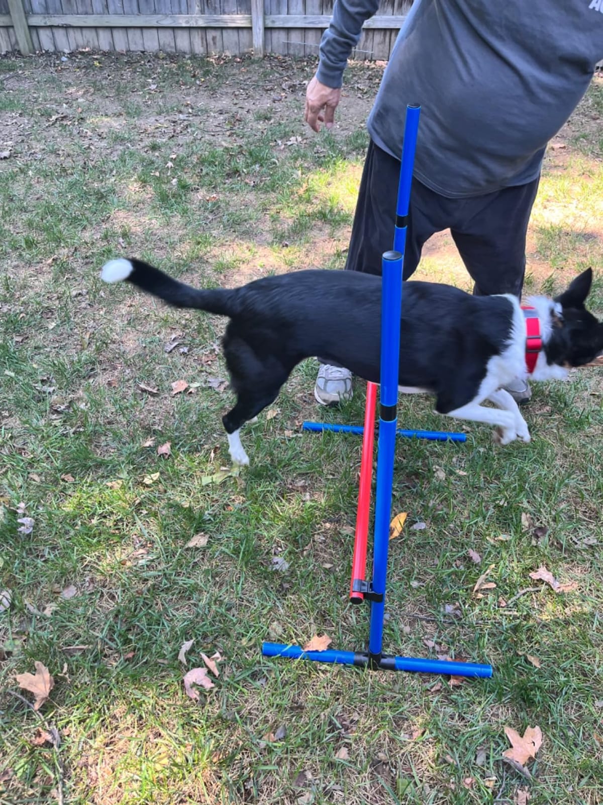 VEVOR Dog Agility Training Equipment, Dog Agility Course Backyard Set with Adjustable High Hurdles,6 Weave Poles,Tunnel,Jump Ring,Pause Box,Whistle,Foldable Bowl,Storage Bag, Puppy Obstacle Course Kit customer photo 2