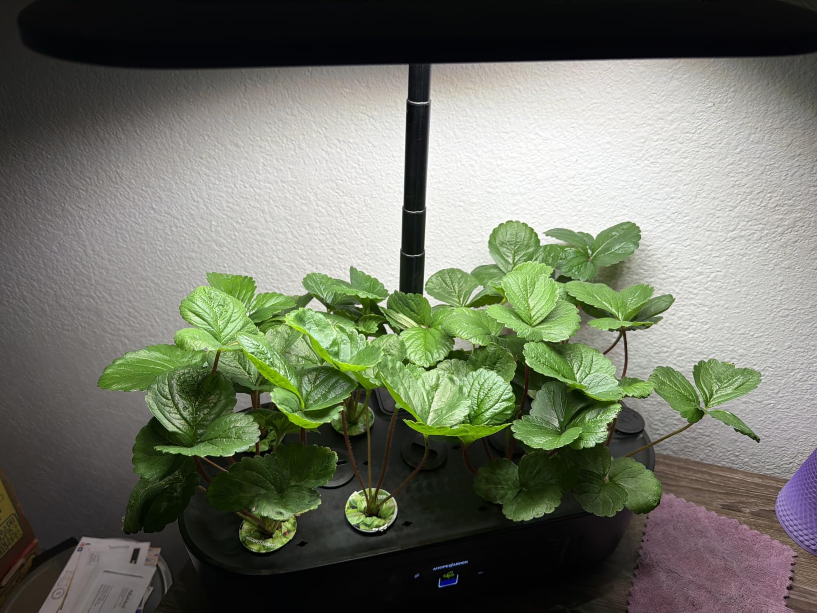 Hydroponics Growing System Kit: 12 Pods with LCD Control Panel, Indoor Herb Garden with Grow Light, Planting Height Up to 17 Inches customer photo 1