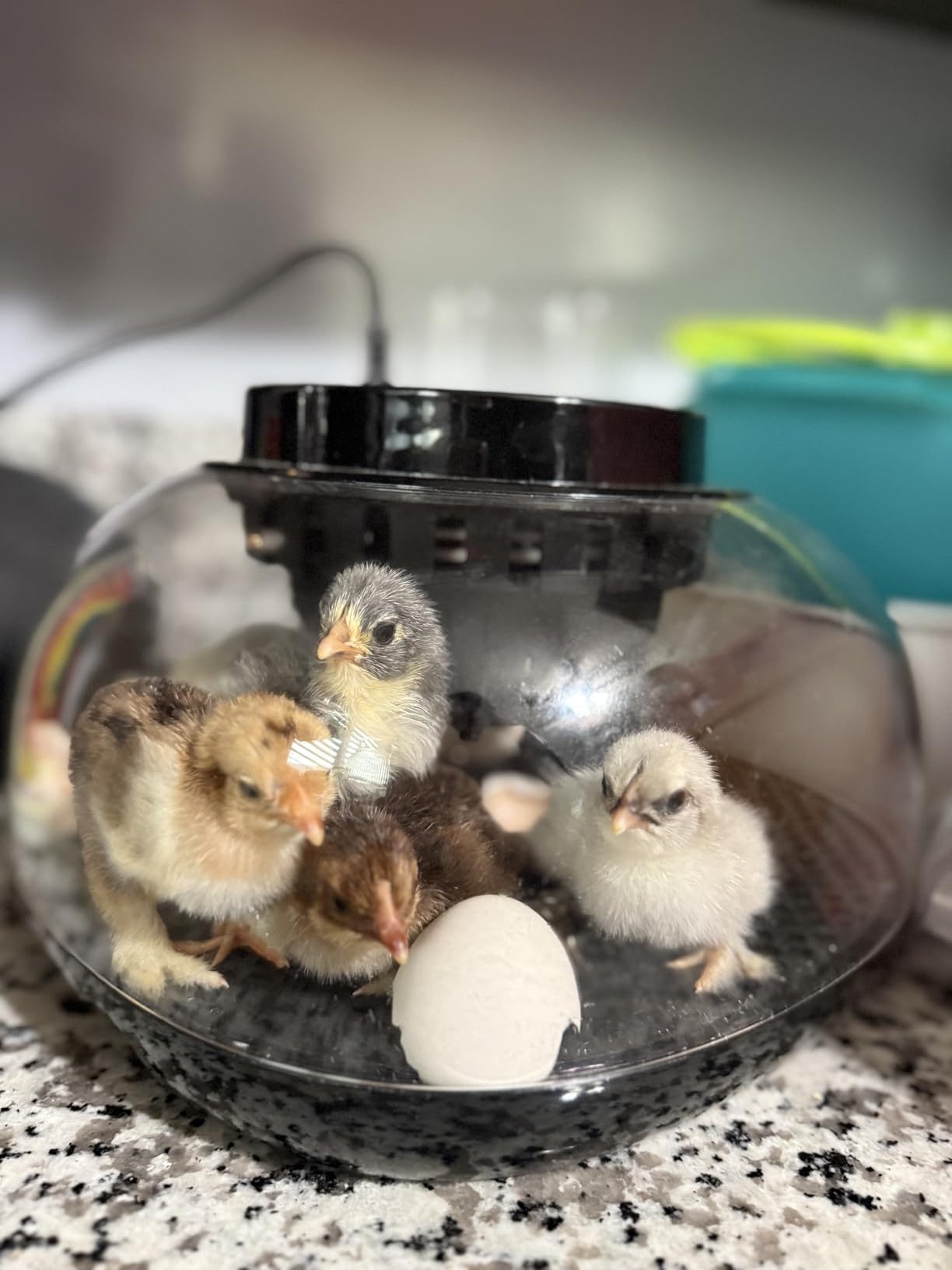 Incubators for Hatching Eggs 12 Egg Incubator with Automatic Egg Turning and Humidity Control,Egg Candler,Auto Water Replenishment,for Chicken Eggs and Quail Egg M12H customer photo 2
