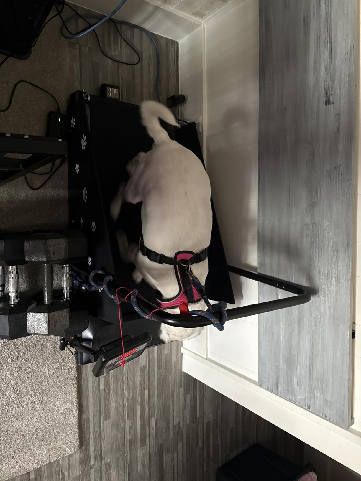 CIIHI Dog Treadmill for Medium Small Dogs - Pet Running Machine | 265lbs Capacity, 360° Rotatable Display, Indoor Pet Fitness & Training, Move Wheels & Remote Control, 2 in 1 Treadmill customer photo 2