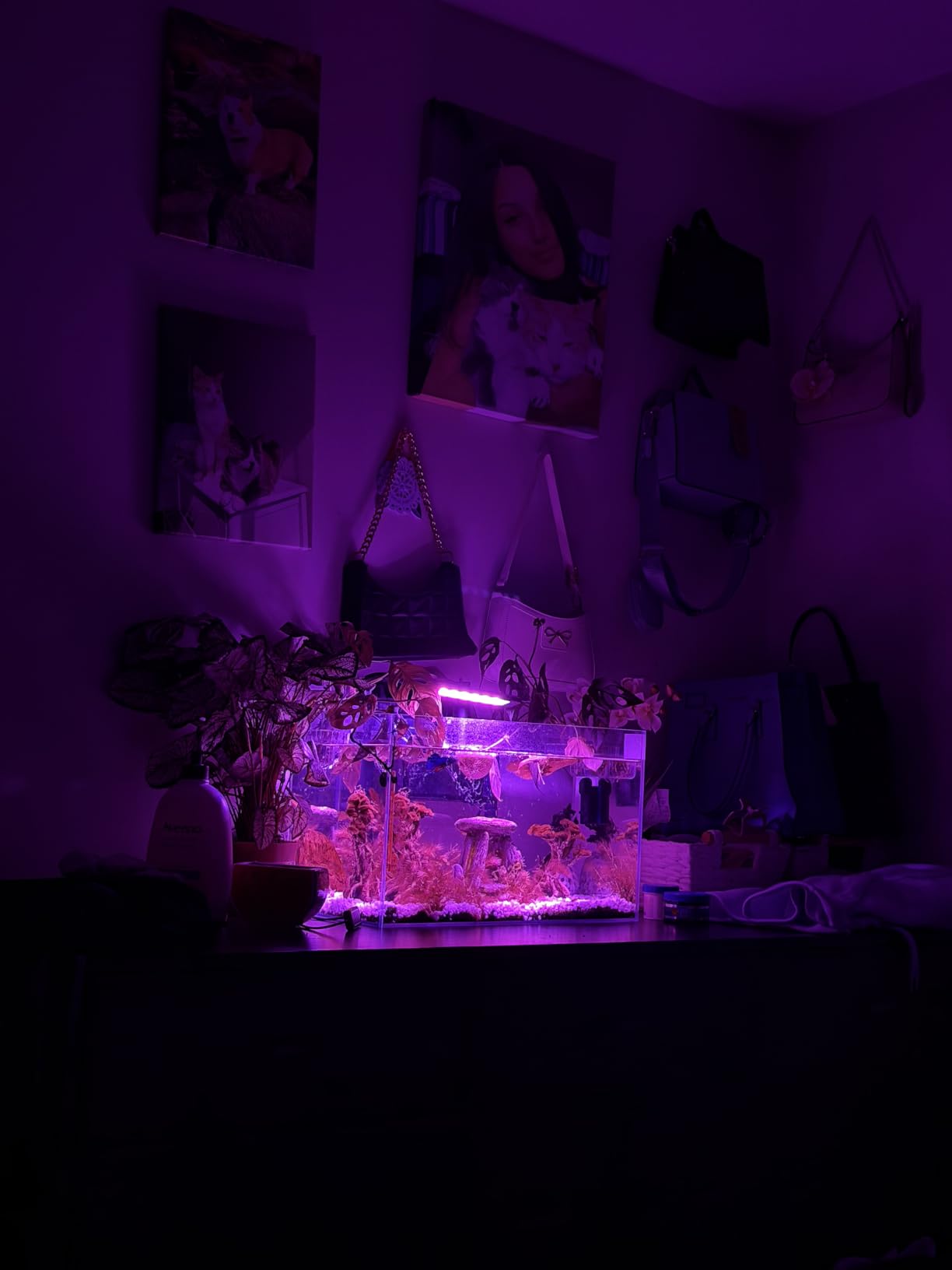 fishkeeper Clip On Aquarium Light, 24/7 Mode Fish Tank Light with Timer | Full Spectrum Aquarium Light Simulate Sunrise-Day-Sunset-Moon, Adjustable 8 Color, 5 Brightness, for 7.87-12.99 Inch Tank customer photo 1