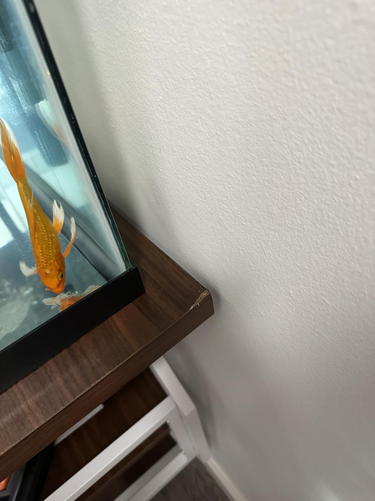 DWVO 55-75 Gallon Aquarium Stand with Power Outlet, Black & Gold | Display Stand for Turtle Tank, Reptile Terrarium, Metal Fish Tank Stand Suitable for Living Room, Entryway, 860LBS Capacity customer photo 1