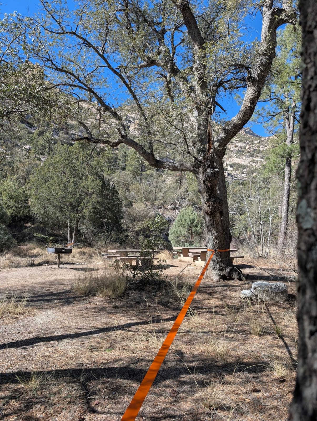 Essential Slackline Kit for Kids & Adults - 60ft Ninja Line (Orange) | 300 lb Capacity, Extra-Wide Tree Protectors, 3 Year Warranty customer photo 2