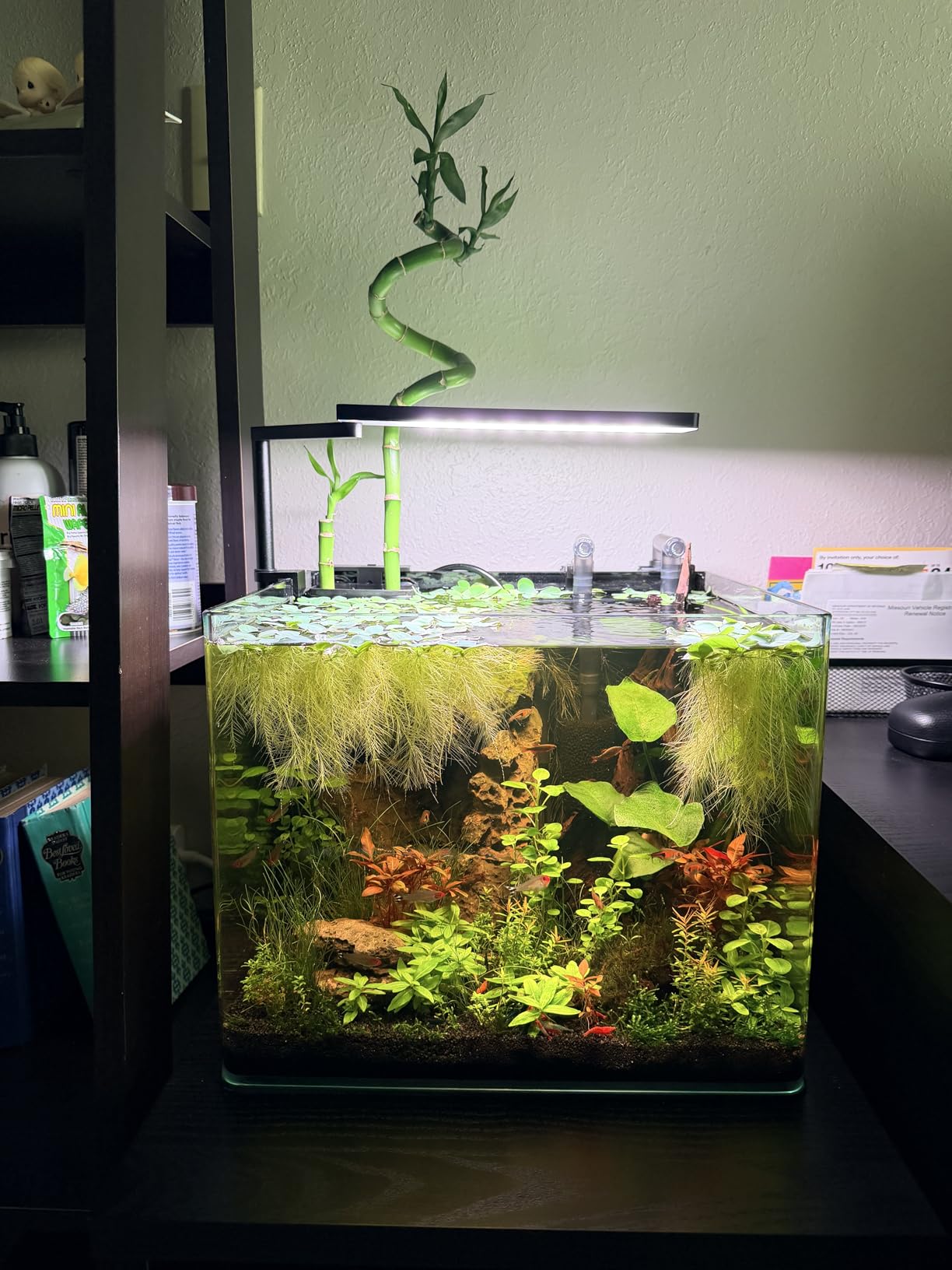 FZONE Solo Series Nano LED Aquarium Light, Full Spectrum and Dimmable, App-Controlled, for Freshwater and Planted Tanks customer photo 2