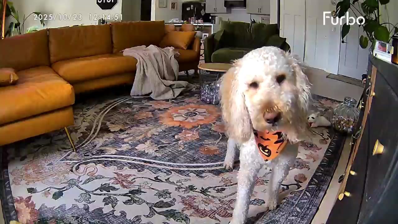 Furbo 360° Dog Camera + Mini [New Subscription Required at Setup] 2-Camera Bundle Nanny Subscription: Dog Safety & Home Security Alerts, Pet Camera with Speaker, Phone App & Night Vision customer photo 2