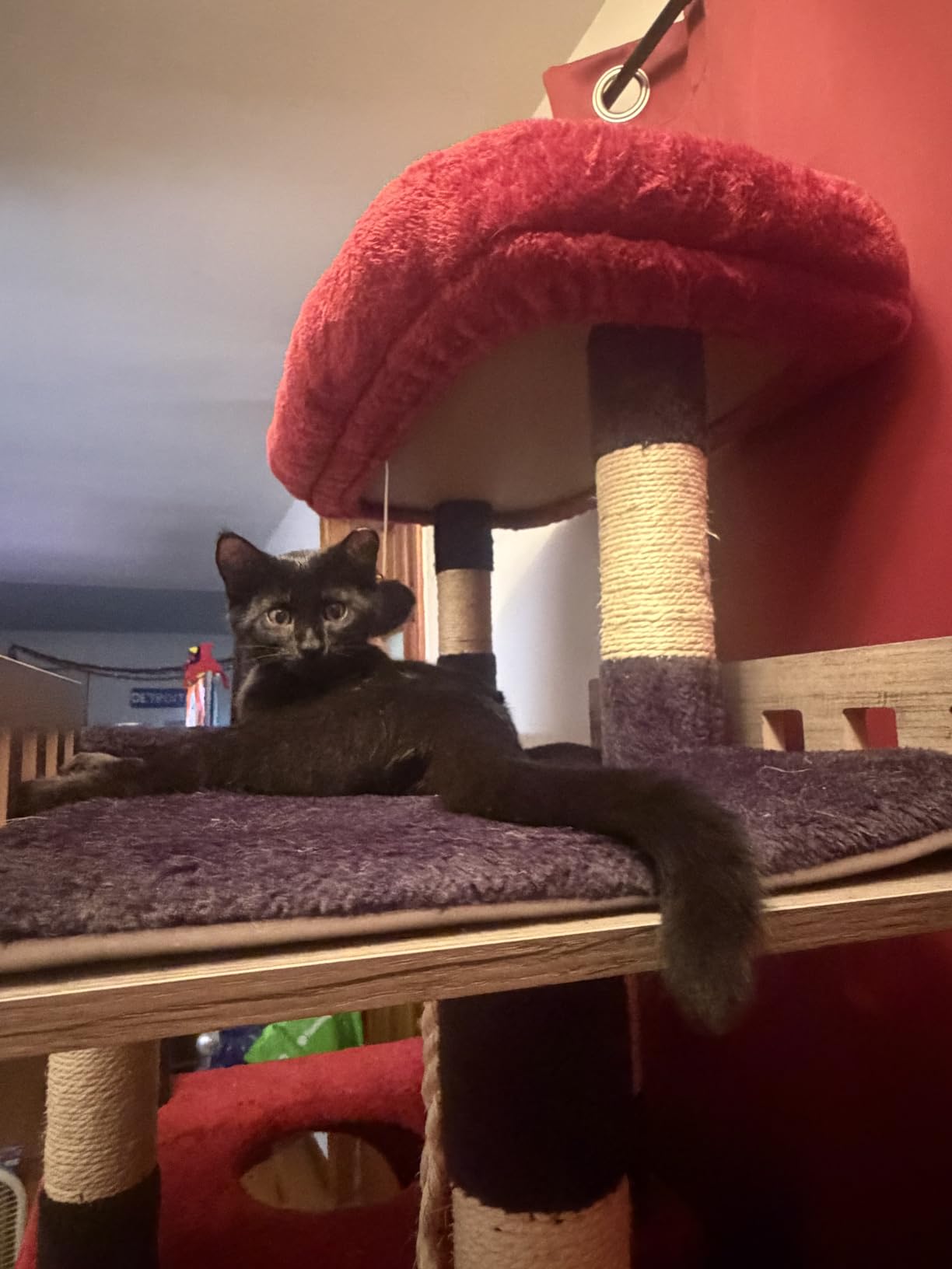 Gitelsnour Maine Coon Cat Tree, Heavy Duty Cat Tree for Indoor Cats Large Adult, Cat Tower for Large Cats 20 lbs+ with Hammock, 2 Big Perches, 2 Cat Condos, 15 Scratching Posts, Smoky Gray GCT033G customer photo 2