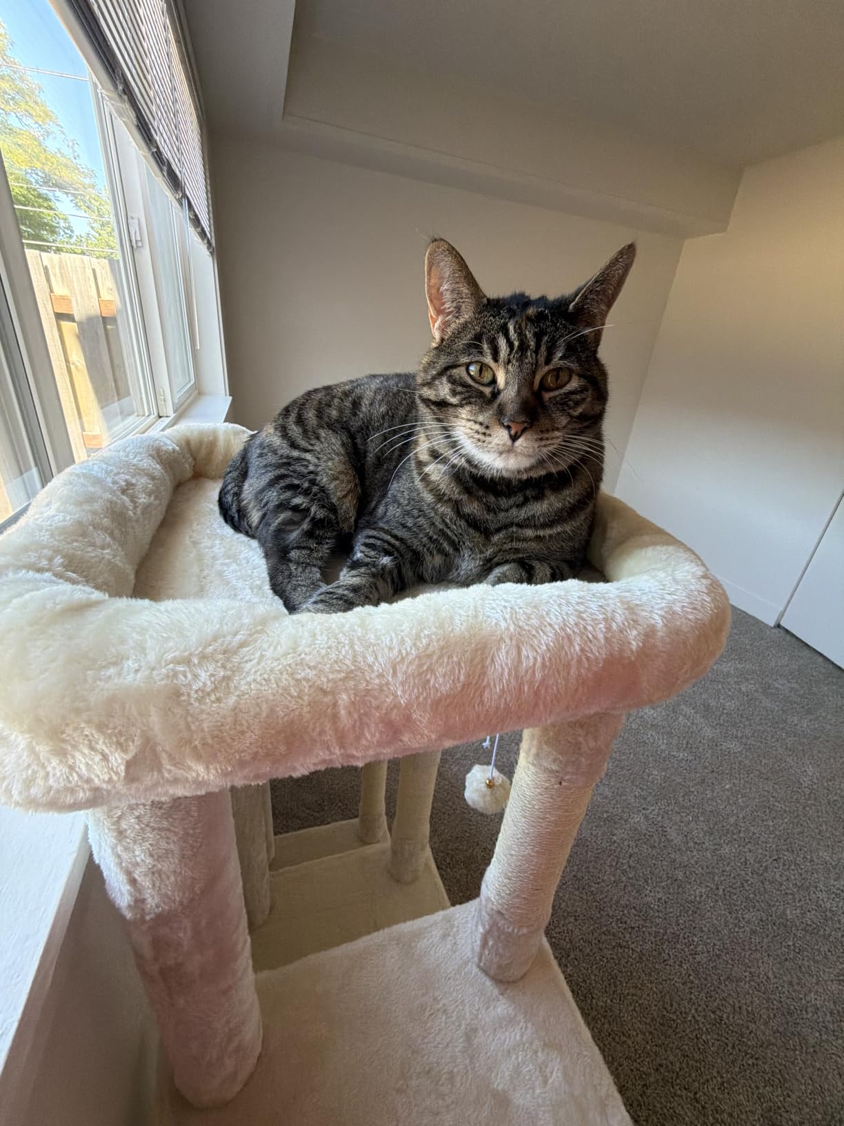 Heybly Cat Tree, 71-Inch Tall Cat Tower for Large Maine Coon Cats with Extra-Large Baseboard, Cat Condo Furniture with Multi-Level Platforms, 2 Hammocks and 12 Scratching Posts, Smoky Gray HCT037G customer photo 1
