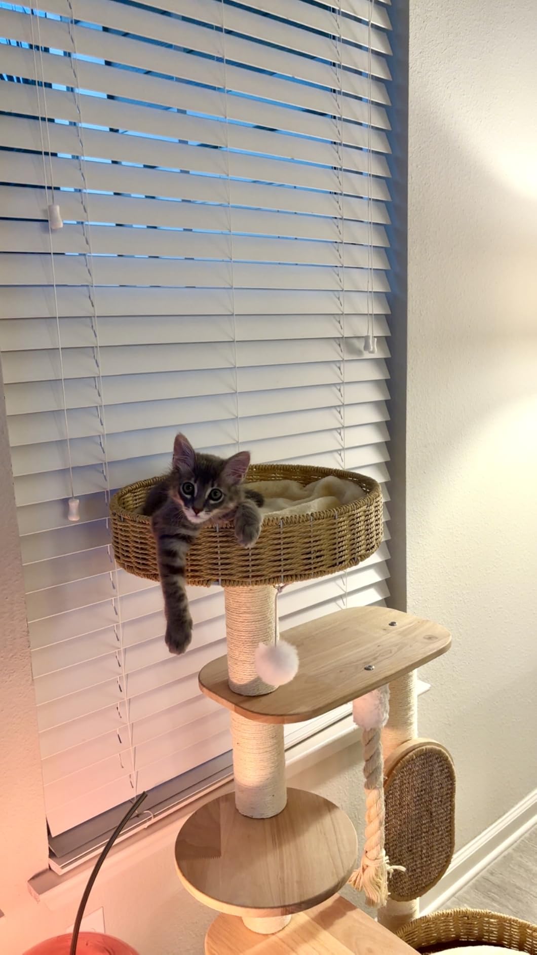 Wooden Cat Tree for Large Cat, 49.6IN Tall Cat Tower with Scratching Post for Indoor Cats, Multi-Level Cat Condo with Hand-Woven Cat Bed and Scratching Board Easy to Clean customer photo 2