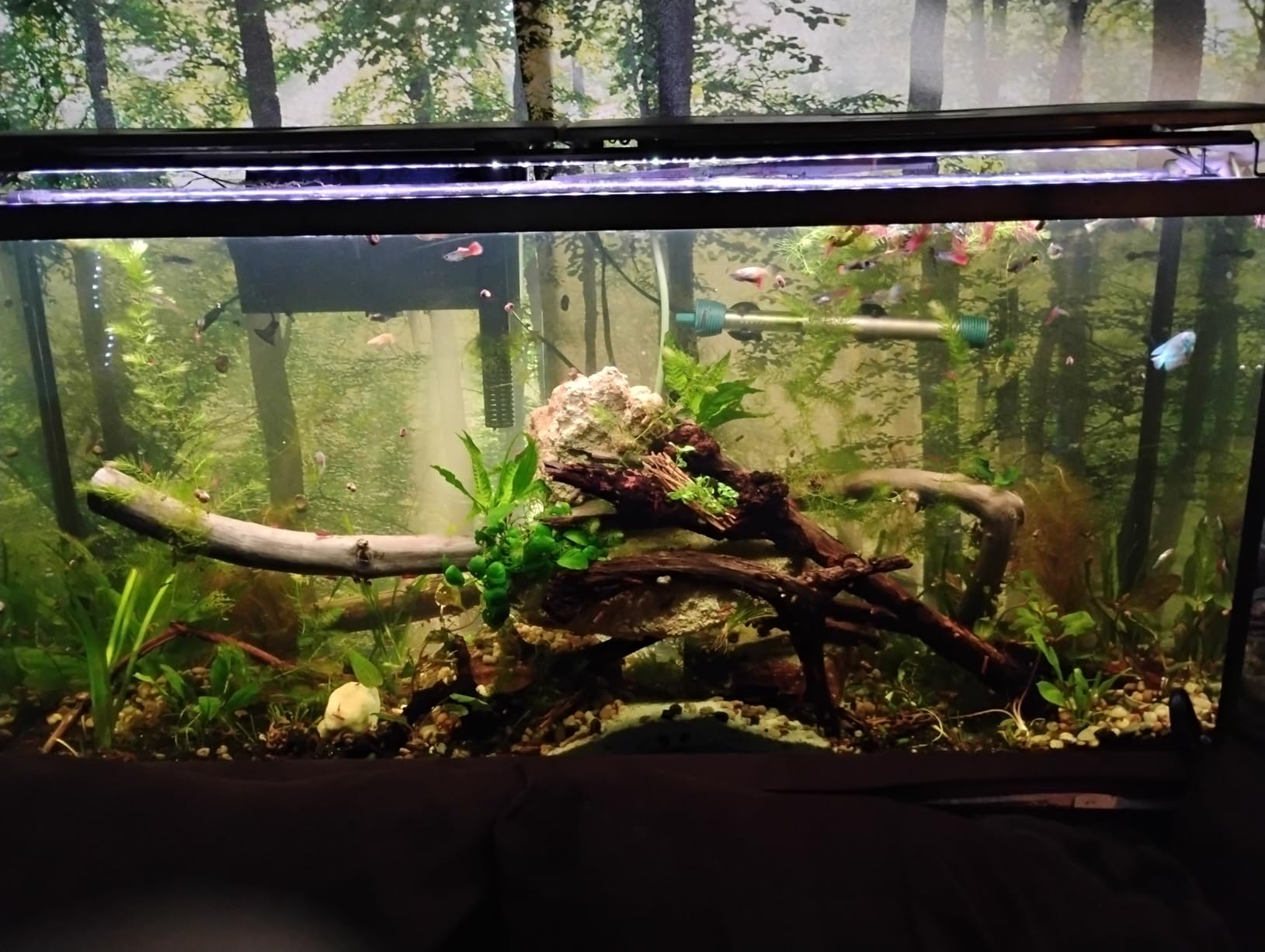 SEAOURA WRGB Aquarium LED Light for 12-18in Freshwater Fish Tank | high PAR full spectrum, 9 colors+20 dimming, 3 timers+memory, temp alarm, adjustable bracket, aluminum shell, SR-659 customer photo 1