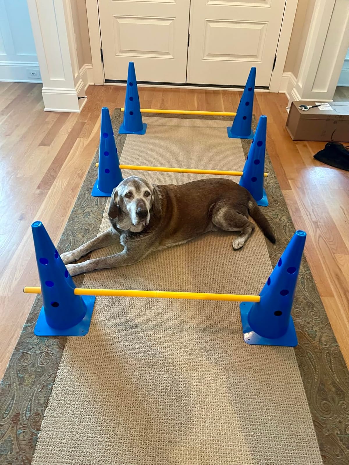 Dog Agility Course Backyard Set, Dog Agility Hurdle Cone Set | w/ Height Adjustable Crossbar for Rehabilitation & Beginners, Dog Agility Equipment for Dog Obstacle Course - 18 Inch customer photo 1