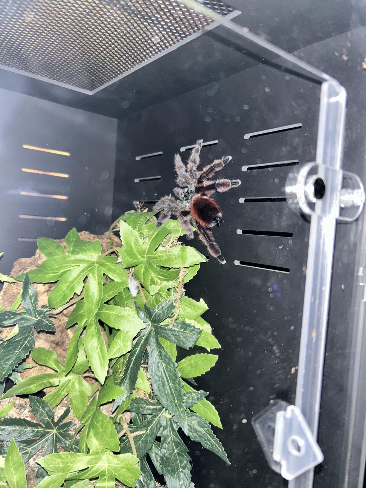 12x12x18 PVC Reptile Enclosure, Front Opening Tank for Reptiles | Dark interior for low-stress hiding, front-opening design, full screen top, side vents, ideal for geckos, snakes & lizards customer photo 1