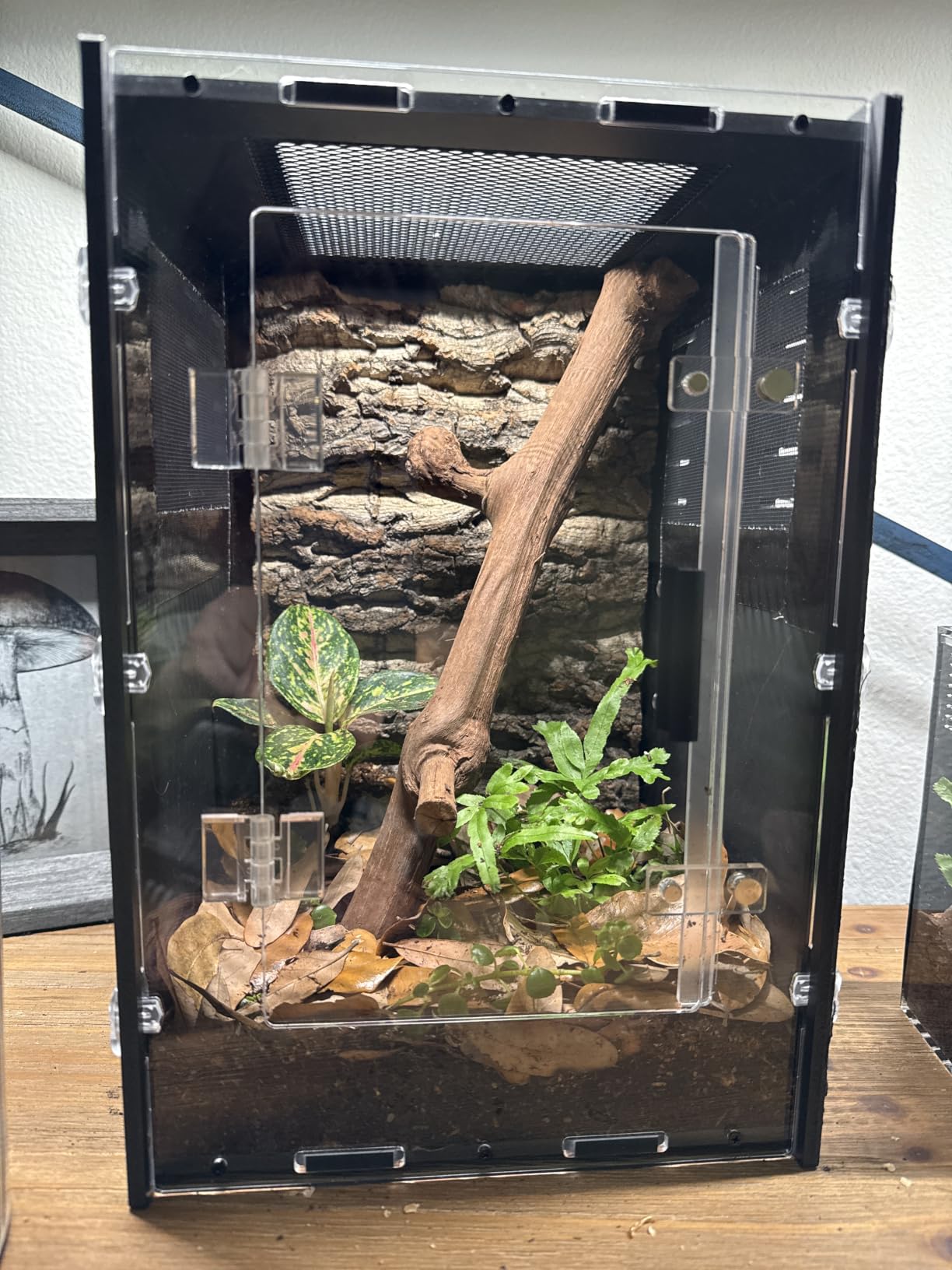 12x12x18 PVC Reptile Enclosure, Front Opening Tank for Reptiles | Dark interior for low-stress hiding, front-opening design, full screen top, side vents, ideal for geckos, snakes & lizards customer photo 2