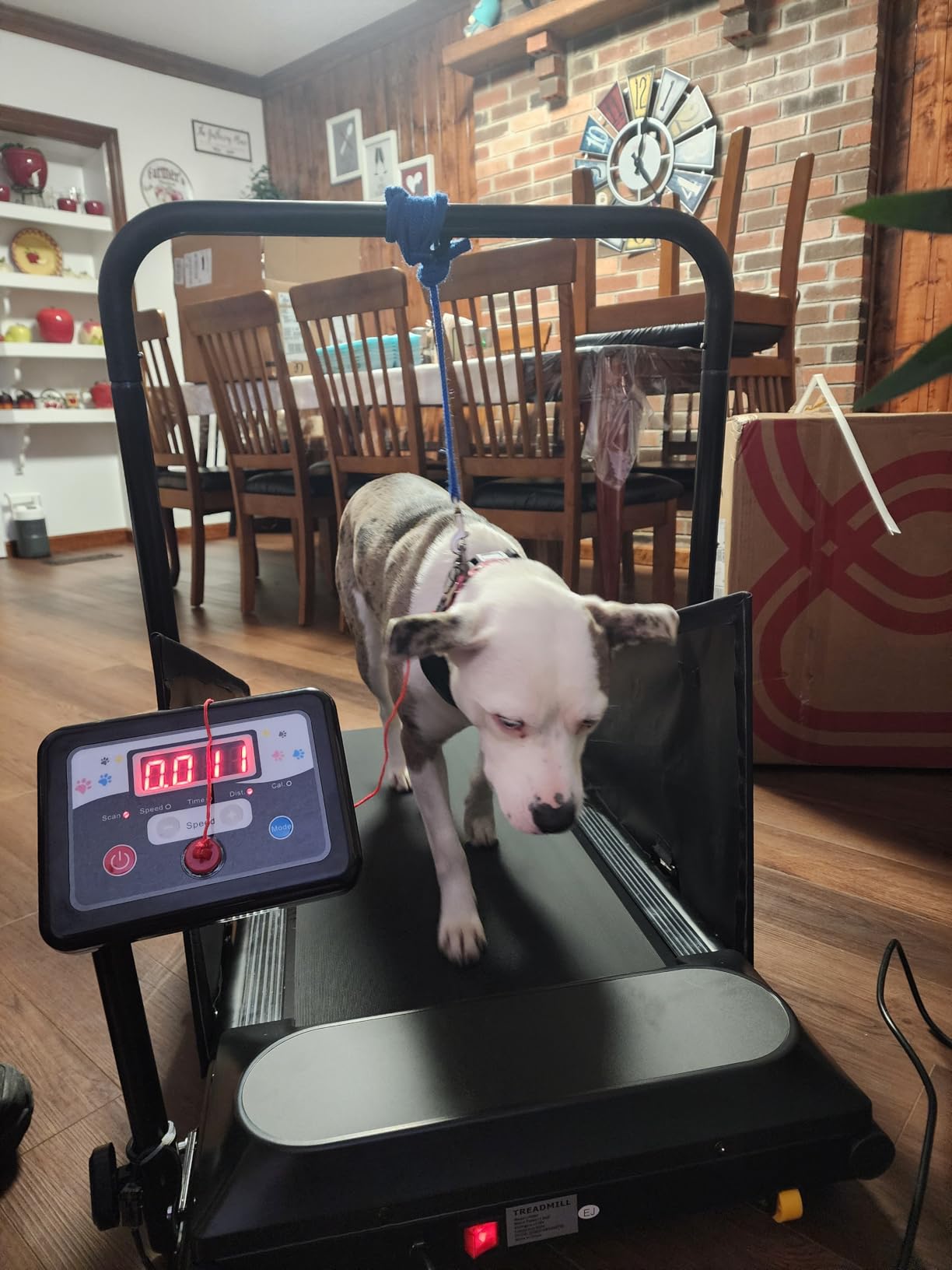 Petbobi Dog Treadmill for Small & Medium Dogs Up to 265 lbs Indoor Exercise | Quiet Motor, 360° Rotatable Display, Remote Control & Wheels, Foldable Design, Fitness & Weight Management, Easy to Assemble customer photo 1