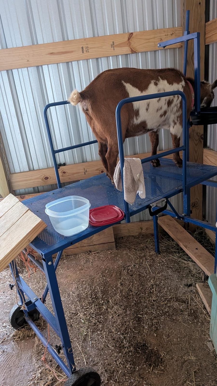 Goat Stand with Adjustable Headpiece & Legs, Goat Milking Stand with Feeder, Rails & Wheels, Stanchion for Grooming & Hoof Trimming, Sheep Stand for Shearing Heavy-Duty Steel Platform, Black customer photo 2