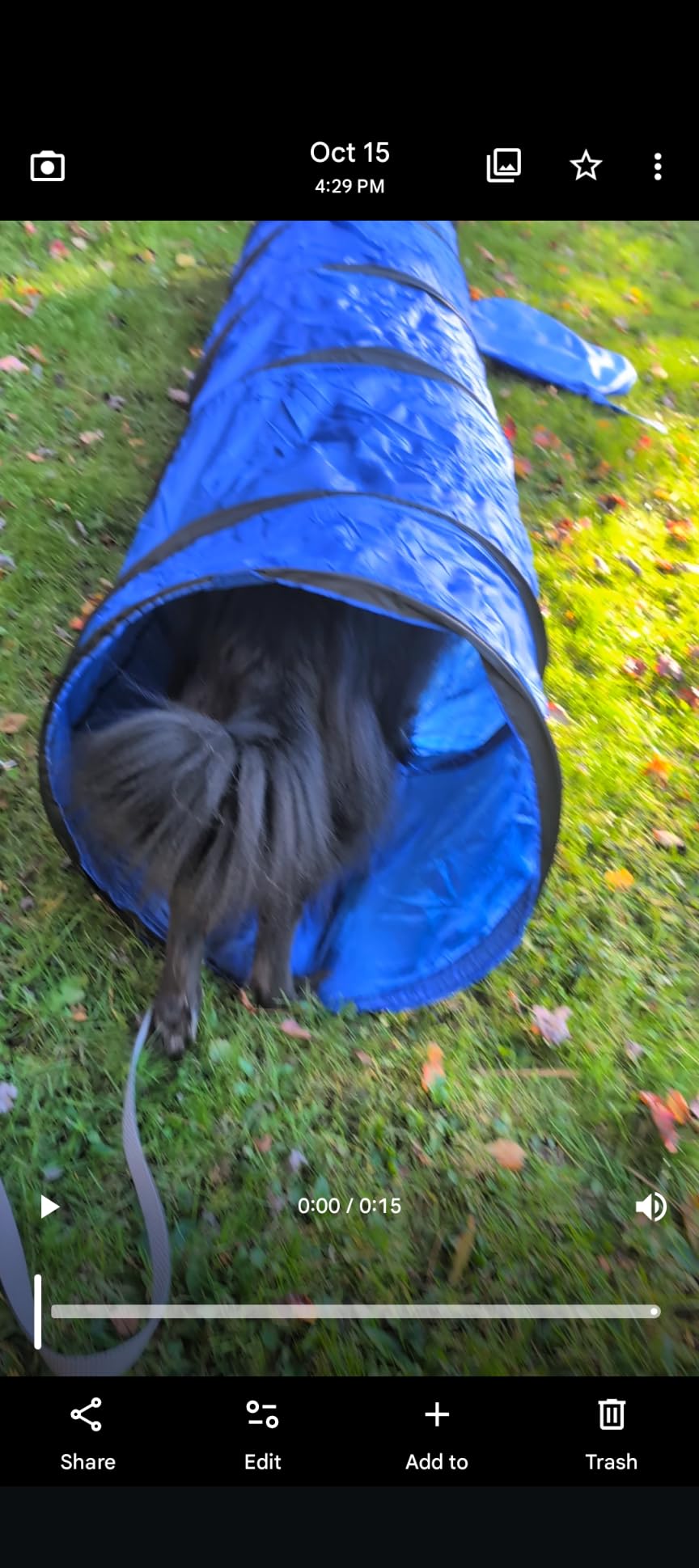 Dog Agility Tunnel with Carry Bag and Ground Spikes, Foldable 10-Foot Tunnel for Dog Training, Dog Agility Equipment for Outdoor, Backyard, Indoor Use, KINETOVOLTA customer photo 2
