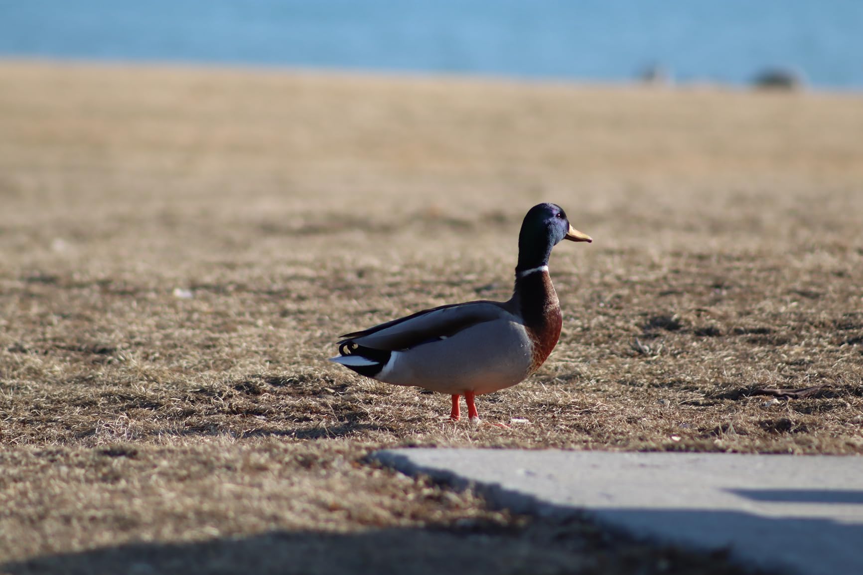 Canon RF 75-300mm f/4-5.6 Compact Telephoto Zoom Lens (7155C002) Bundle customer photo 2