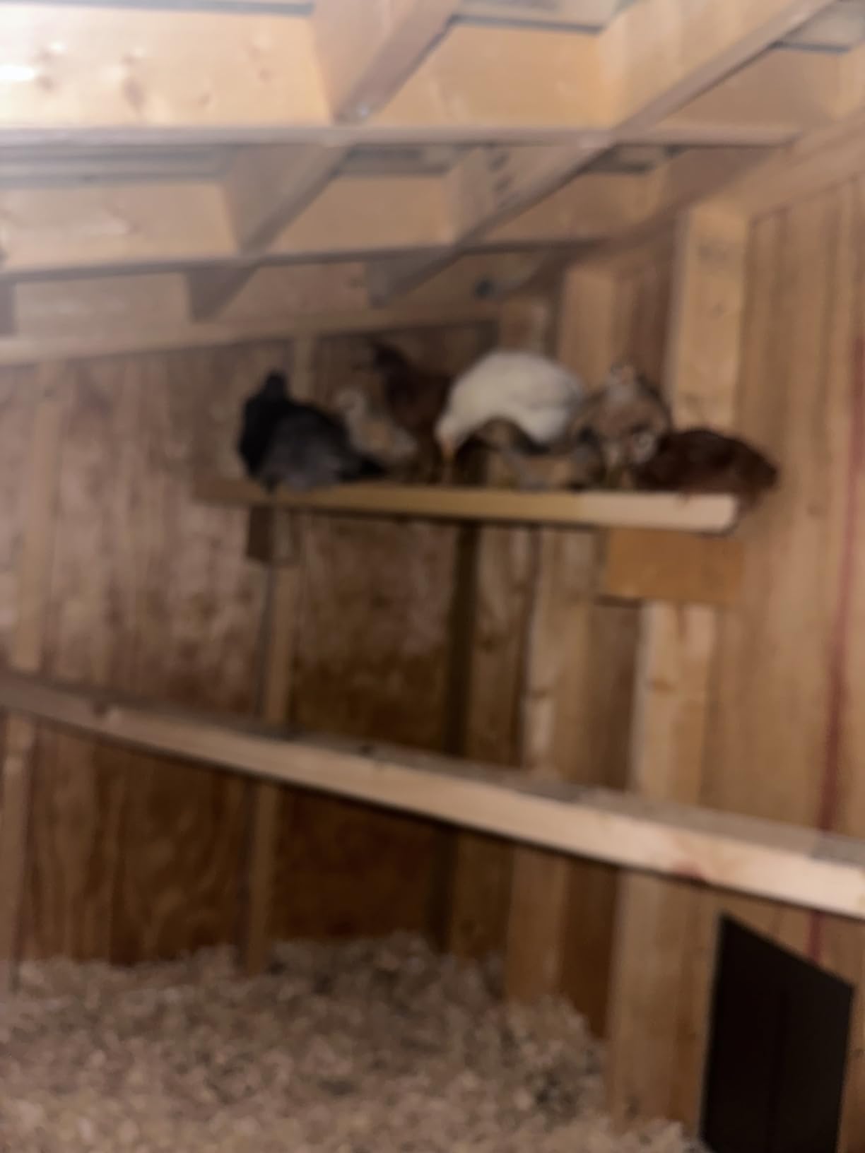 Large Automatic Chicken Coop Door Solar Powered with Timer & Light Sensor | 4000MAh Internal Battery, Automatic Coop Door with Remote & Anti-Pinch Function, Automatic Chicken Door Made of Al-Alloy customer photo 1