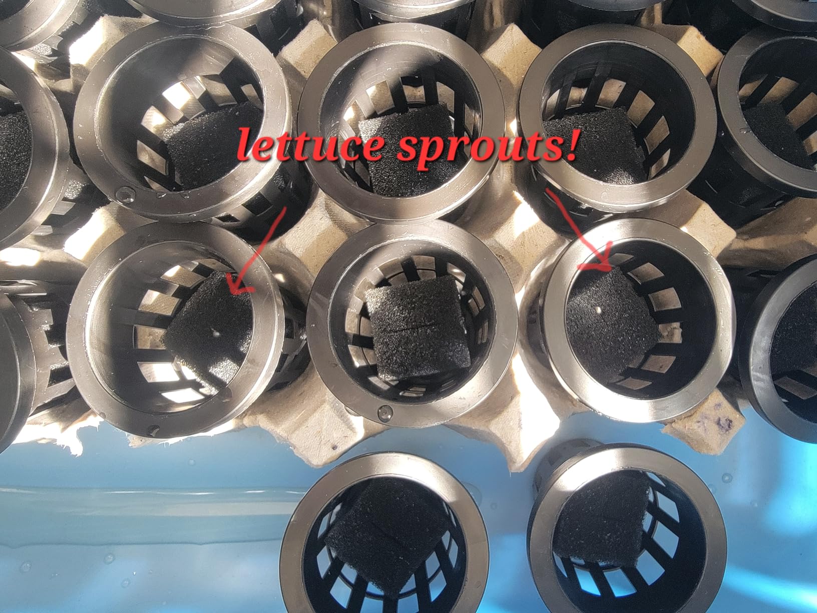SPECILITE Hydroponics Growing System Kit with Grow Light, 5 Tiers 20 Pods customer photo 1