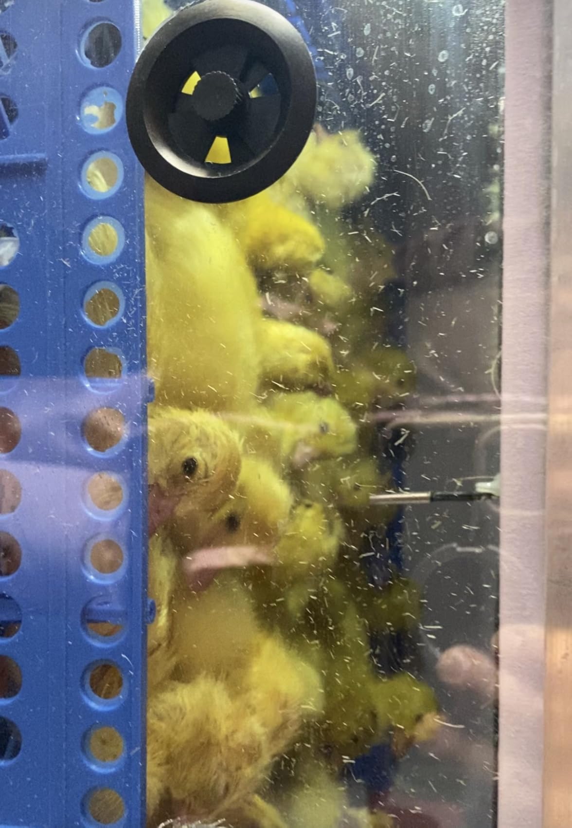 Vevitts 136 Eggs Automatic Egg Incubator with Auto Turner, Digital Temperature Humidity Control & Water Refill, Incubators for Hatching Eggs for Chicken Duck Goose Pigeon Eggs customer photo 2