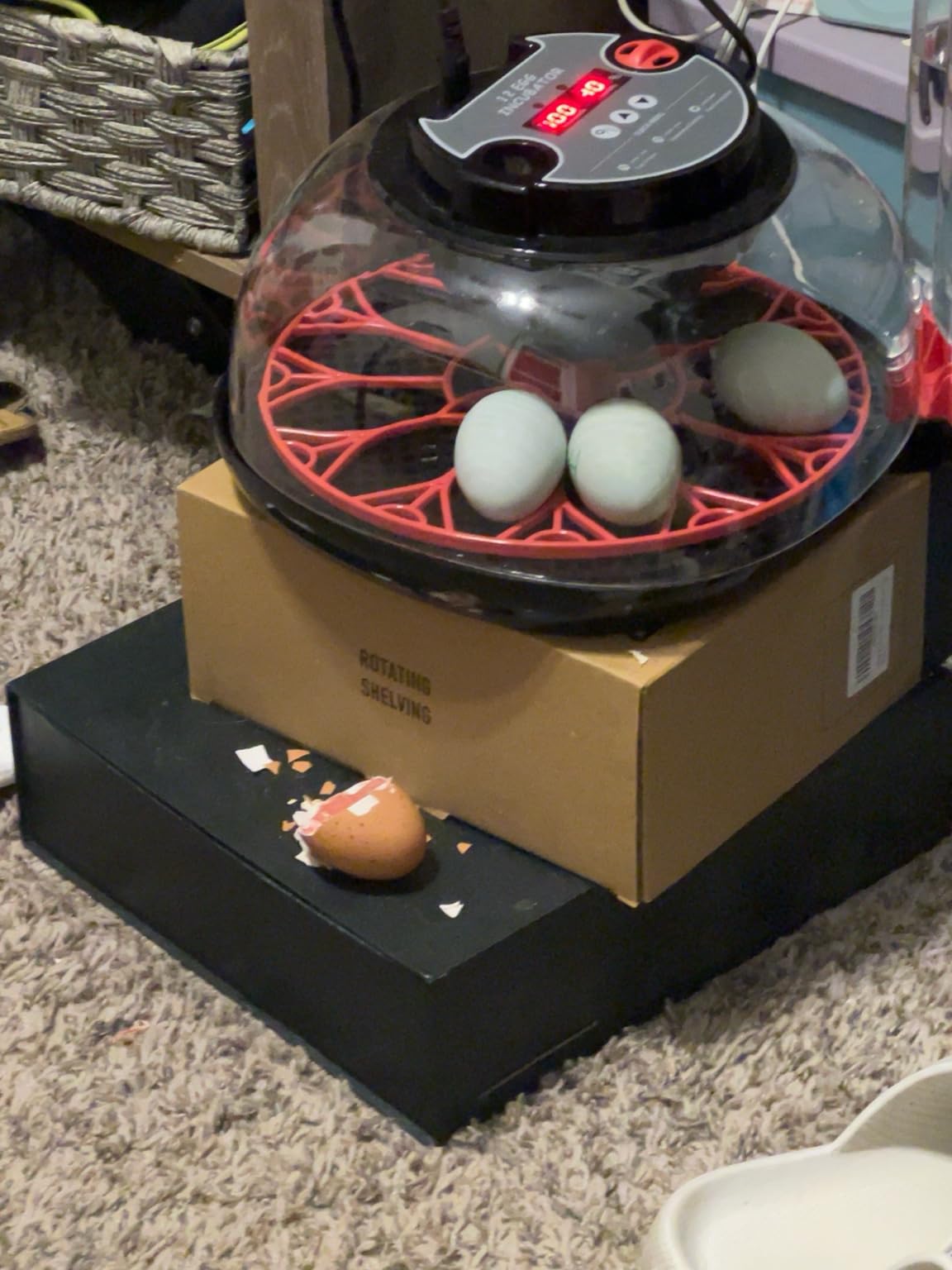 Egg Incubator for Hatching Eggs, 12 Egg Capacity, One-Touch Smart Hatching customer photo 2